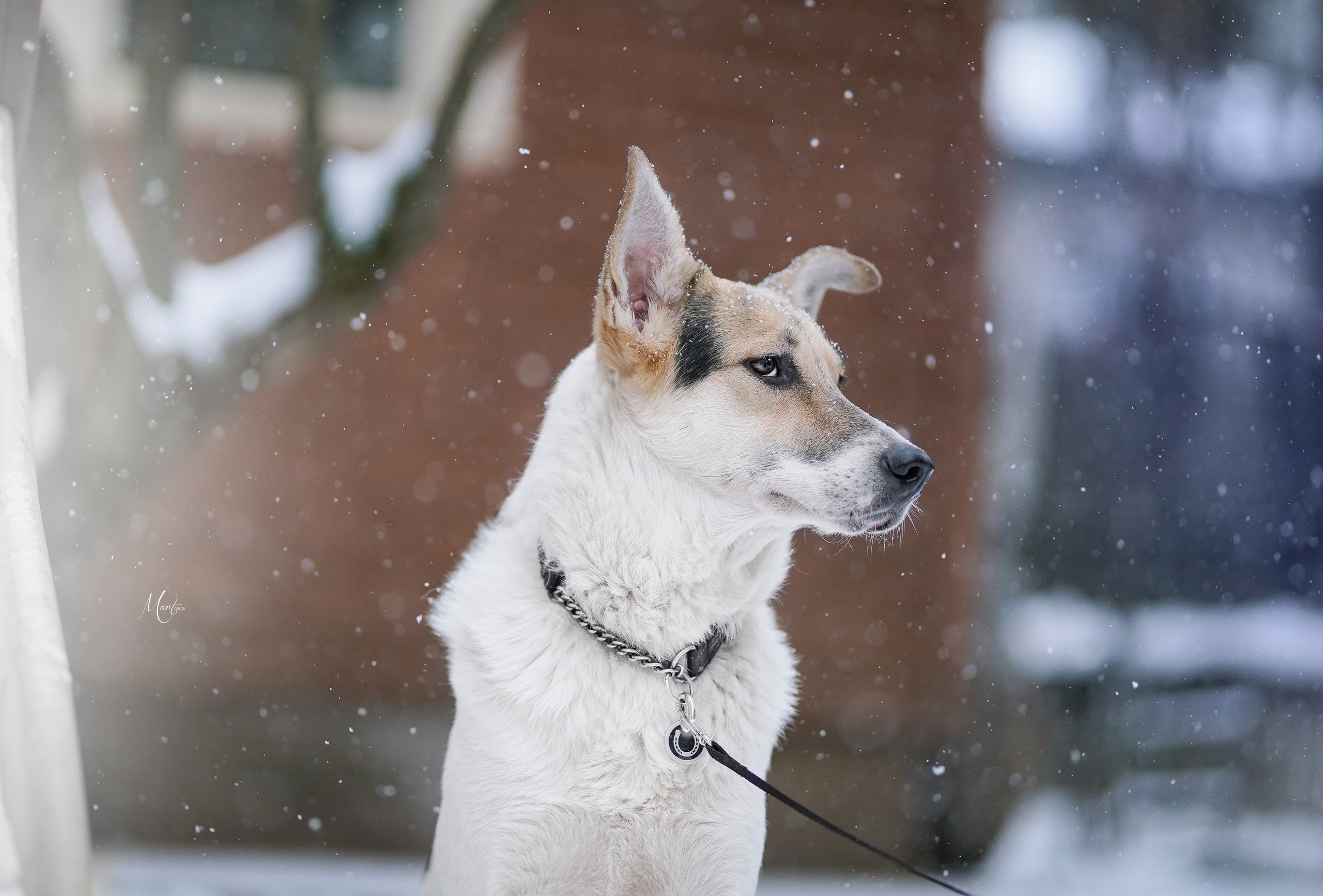 Ищут дом. Фотограф-анималист в Санкт-Петербурге Яна Мартынова
