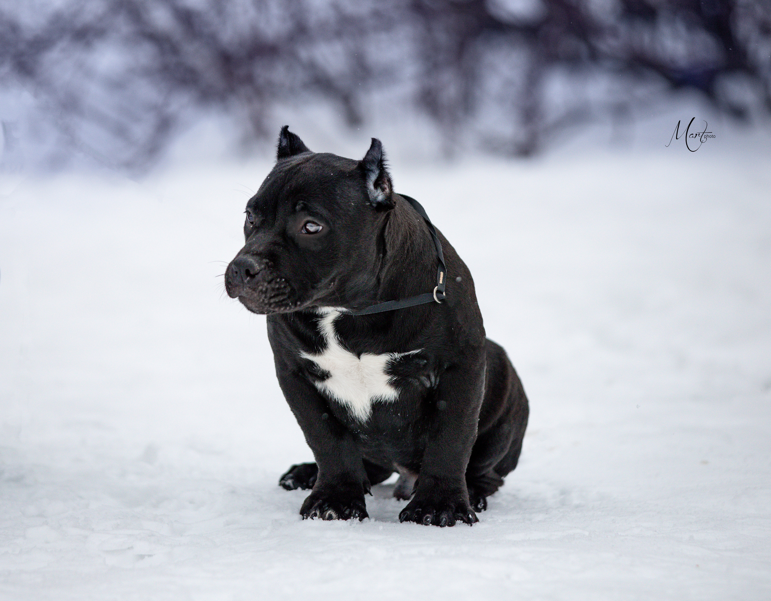 Щенки американского булли. Фотограф-анималист в Санкт-Петербурге Яна Мартынова