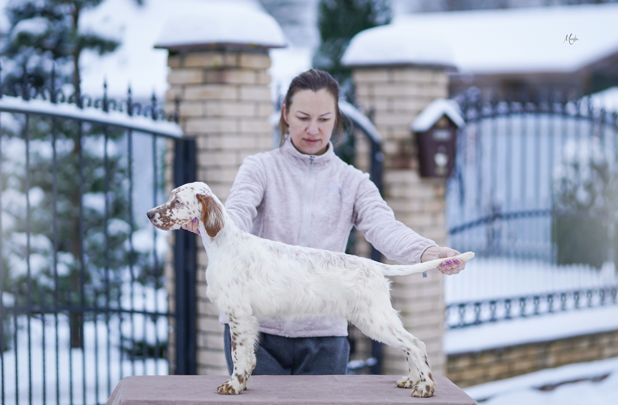 Щенки английского сеттера. Фотограф-анималист в Санкт-Петербурге Яна Мартынова