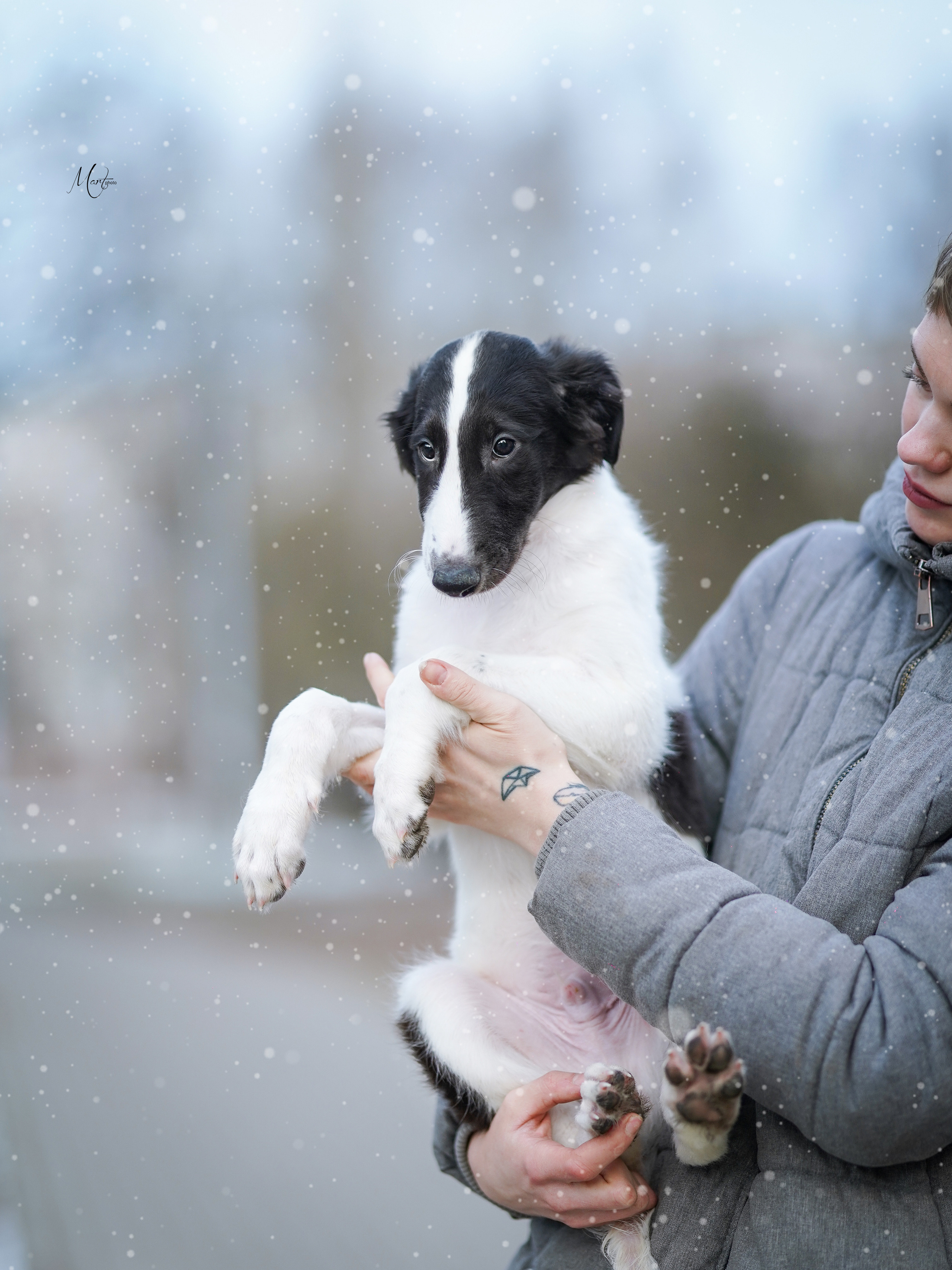 Щенки русской псовой борзой. Фотограф-анималист в Санкт-Петербурге Яна Мартынова