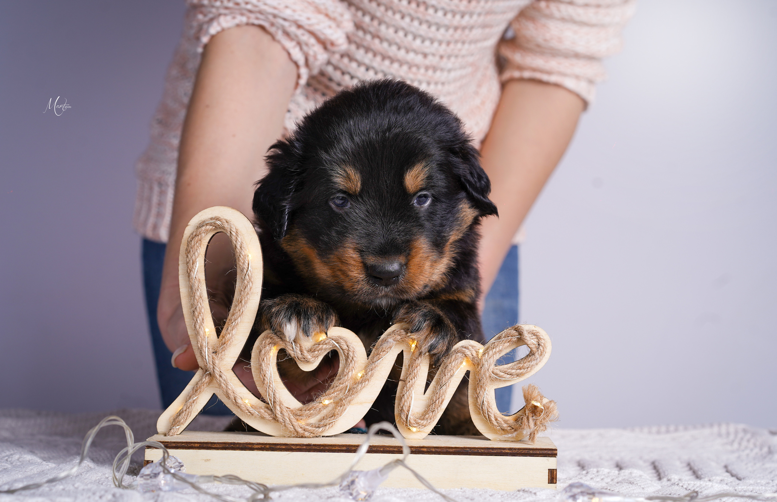 Щенки хотошо. Фотограф-анималист в Санкт-Петербурге Яна Мартынова