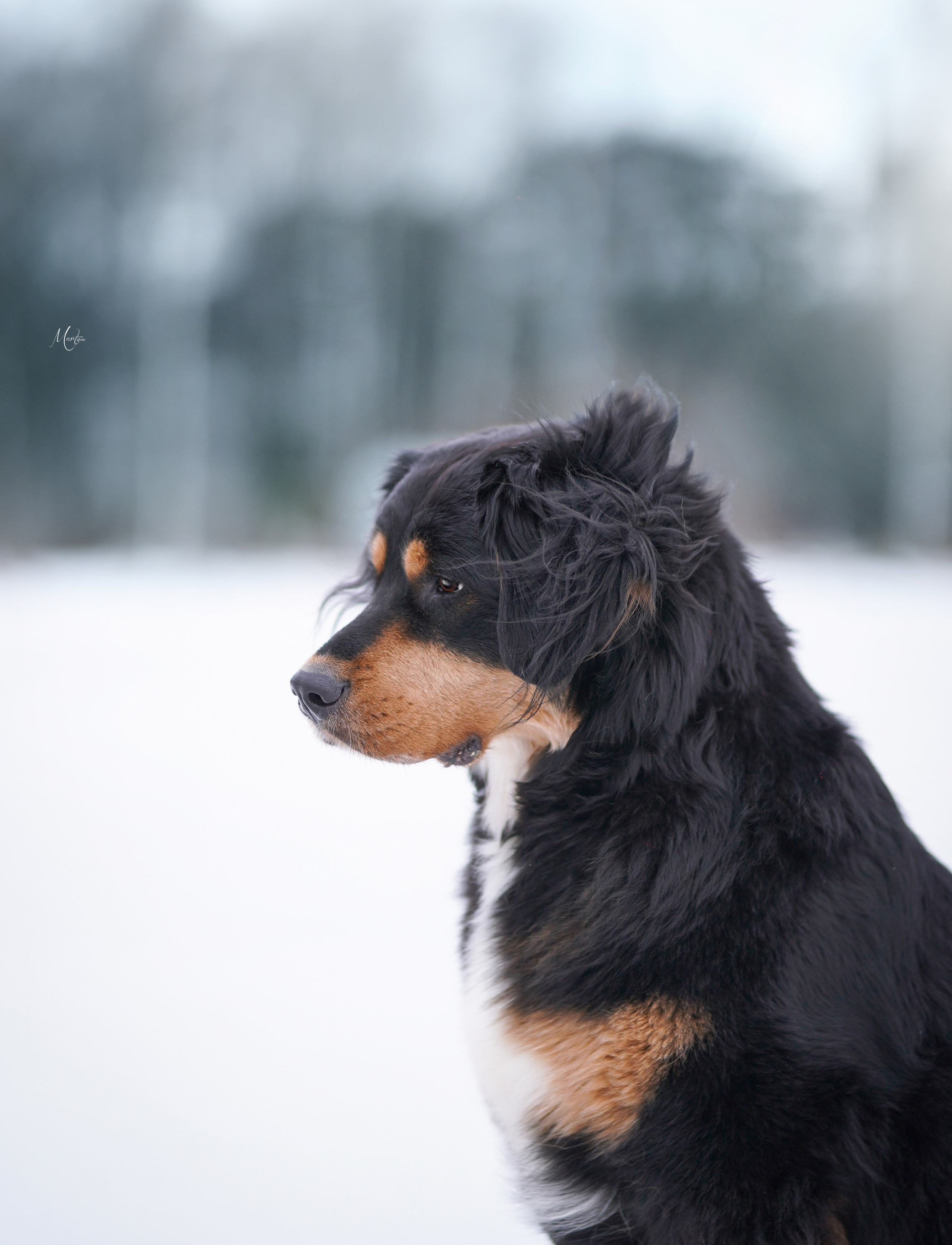Экстерьерная съемка 2023. Фотограф-анималист в Санкт-Петербурге Яна Мартынова