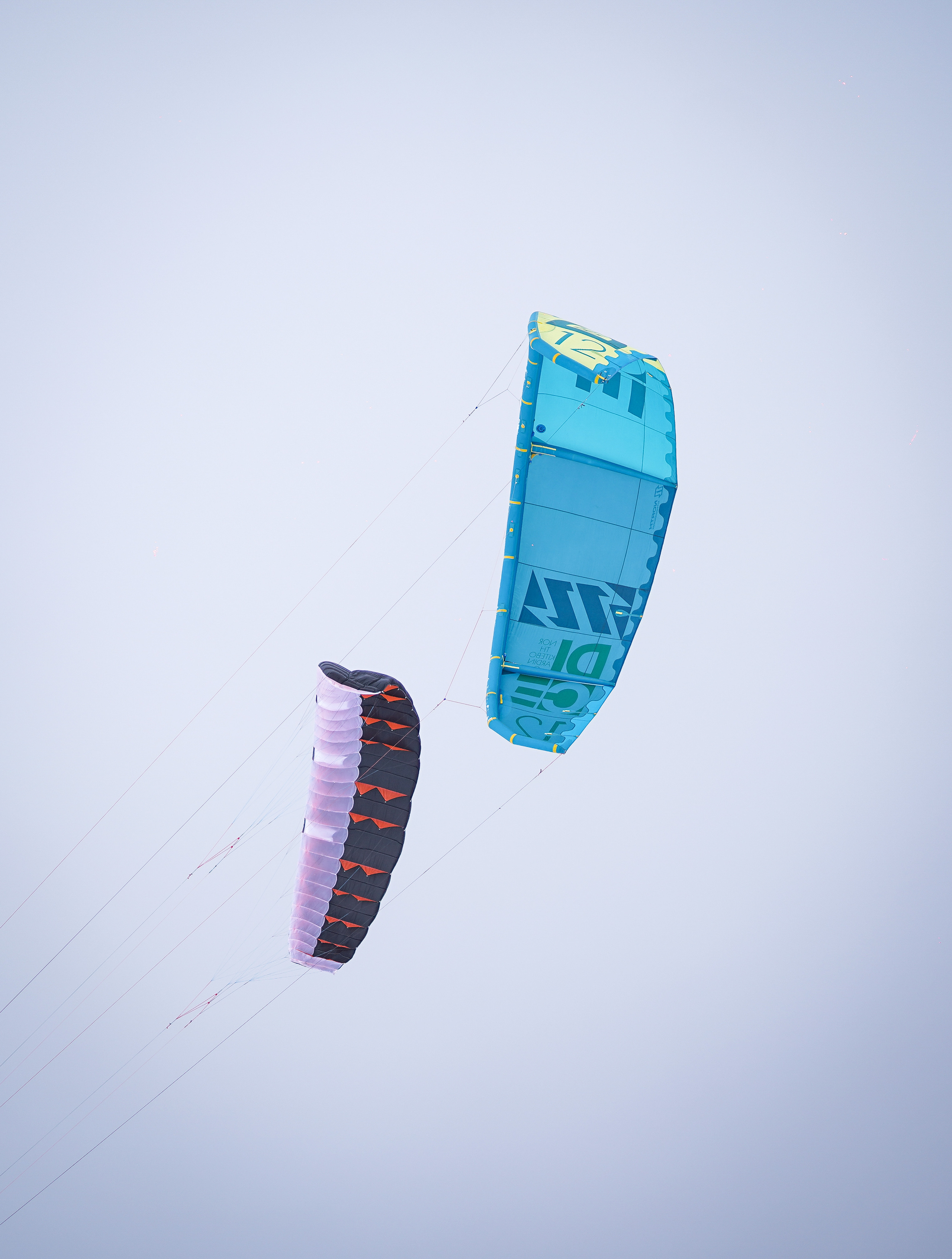 Эффи, Юни зима 23'. Фотограф-анималист в Санкт-Петербурге Яна Мартынова