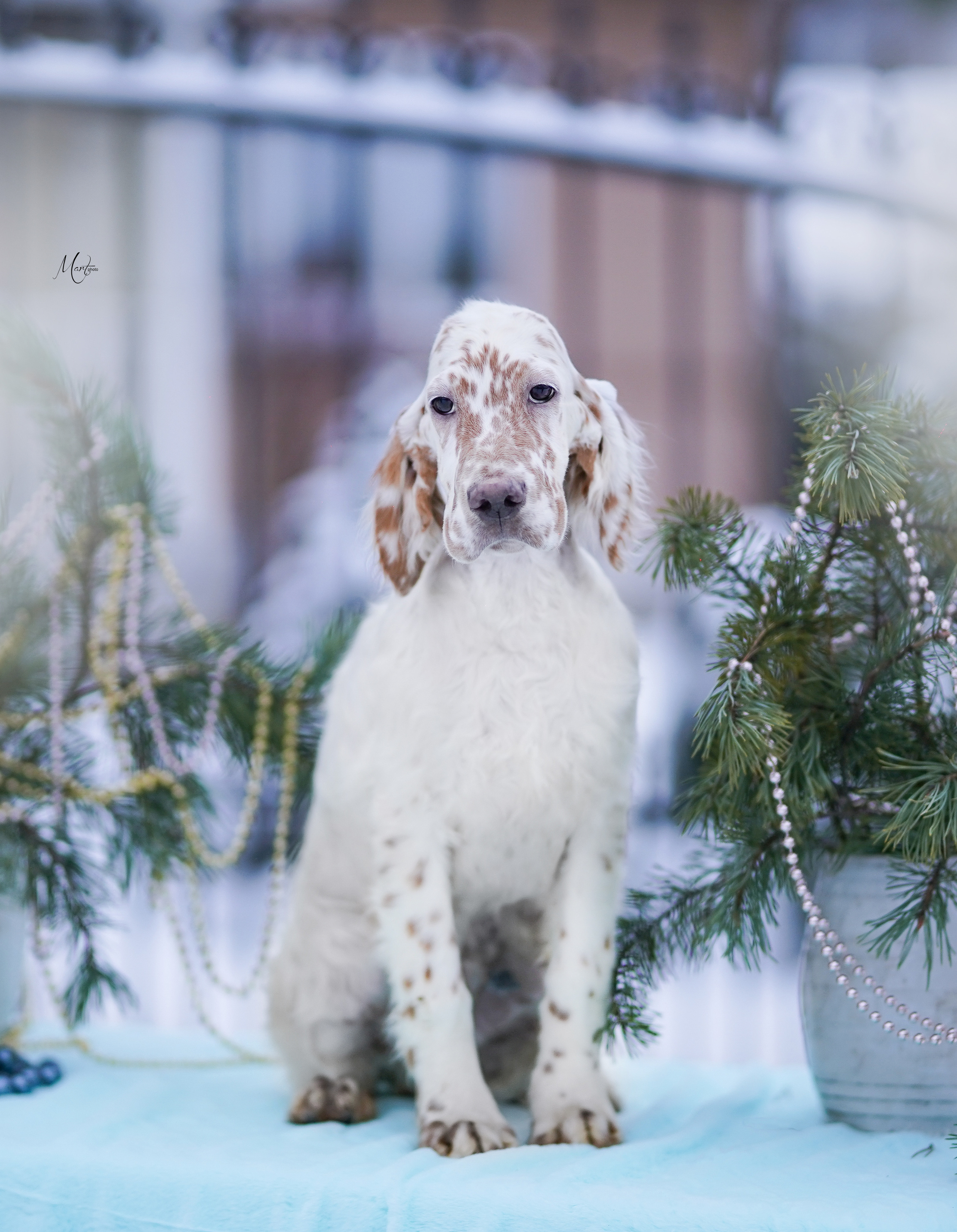 Щенки английского сеттера. Фотограф-анималист в Санкт-Петербурге Яна Мартынова