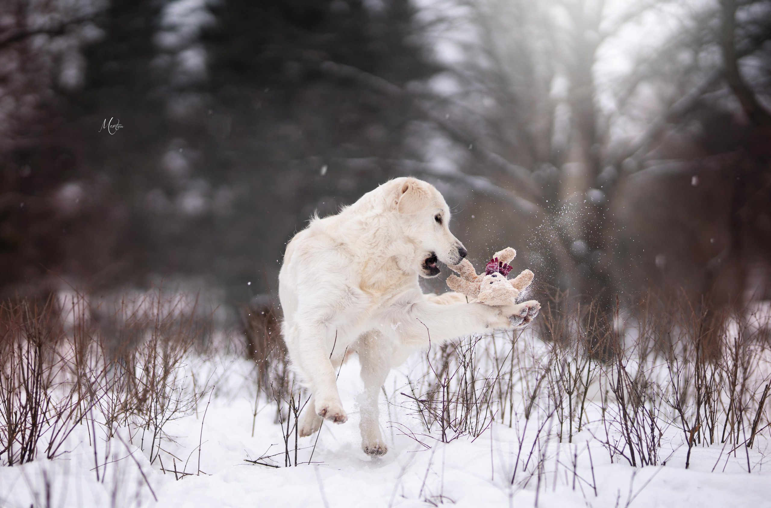 Татьяна и голдены. Фотограф-анималист в Санкт-Петербурге Яна Мартынова