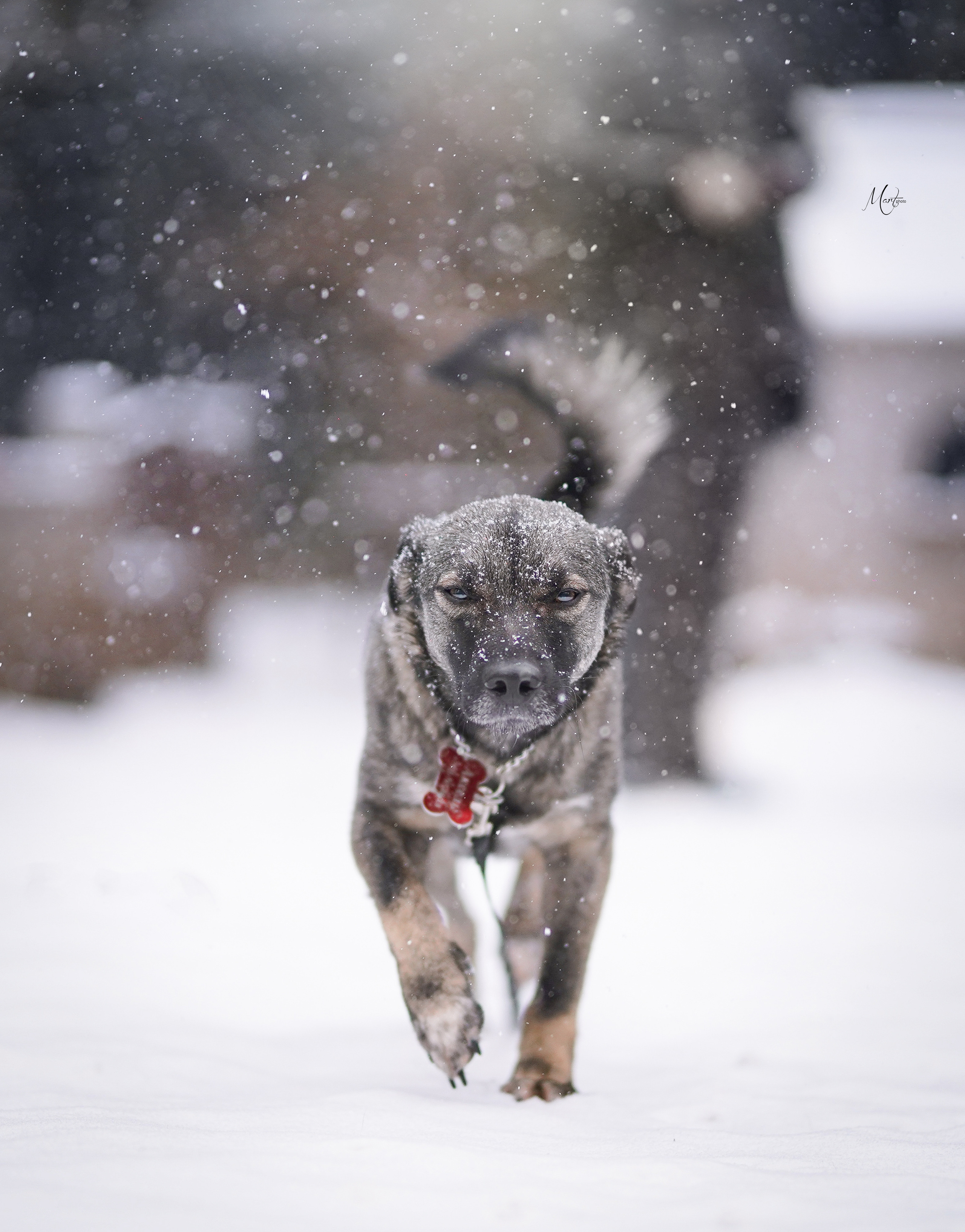 Ищут дом. Фотограф-анималист в Санкт-Петербурге Яна Мартынова