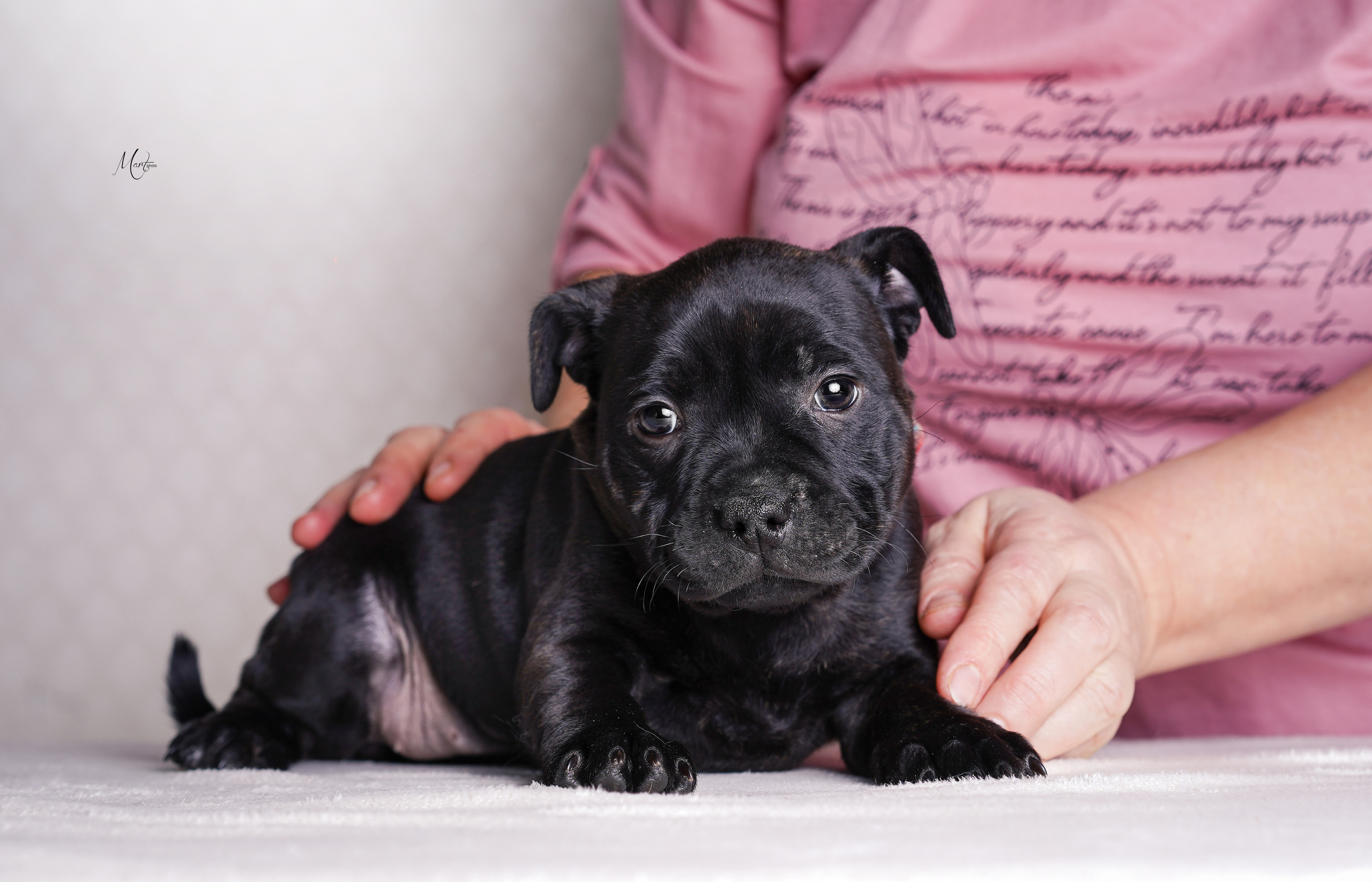 Щенки стаффи. Фотограф-анималист в Санкт-Петербурге Яна Мартынова