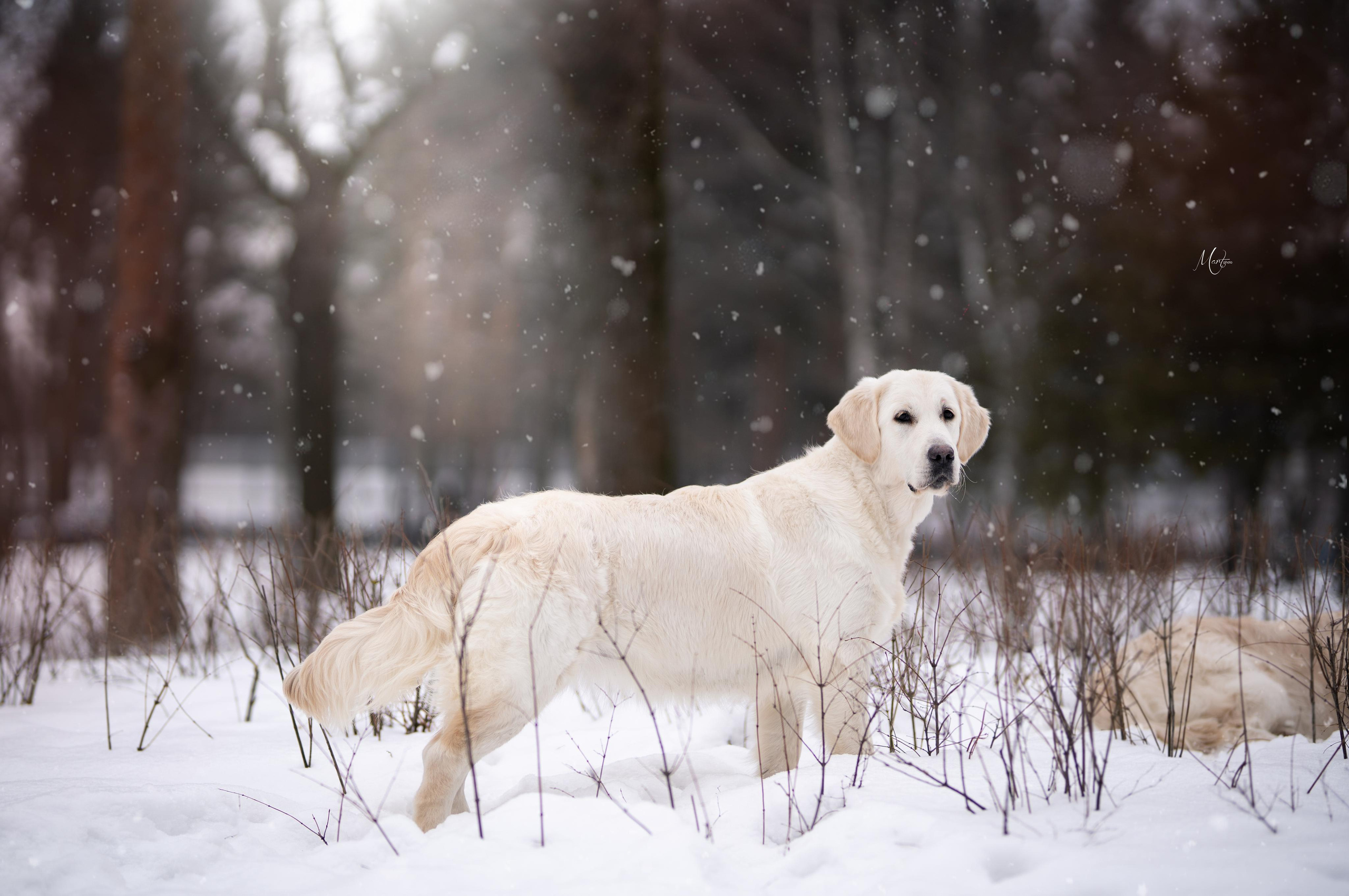 Татьяна и голдены. Фотограф-анималист в Санкт-Петербурге Яна Мартынова