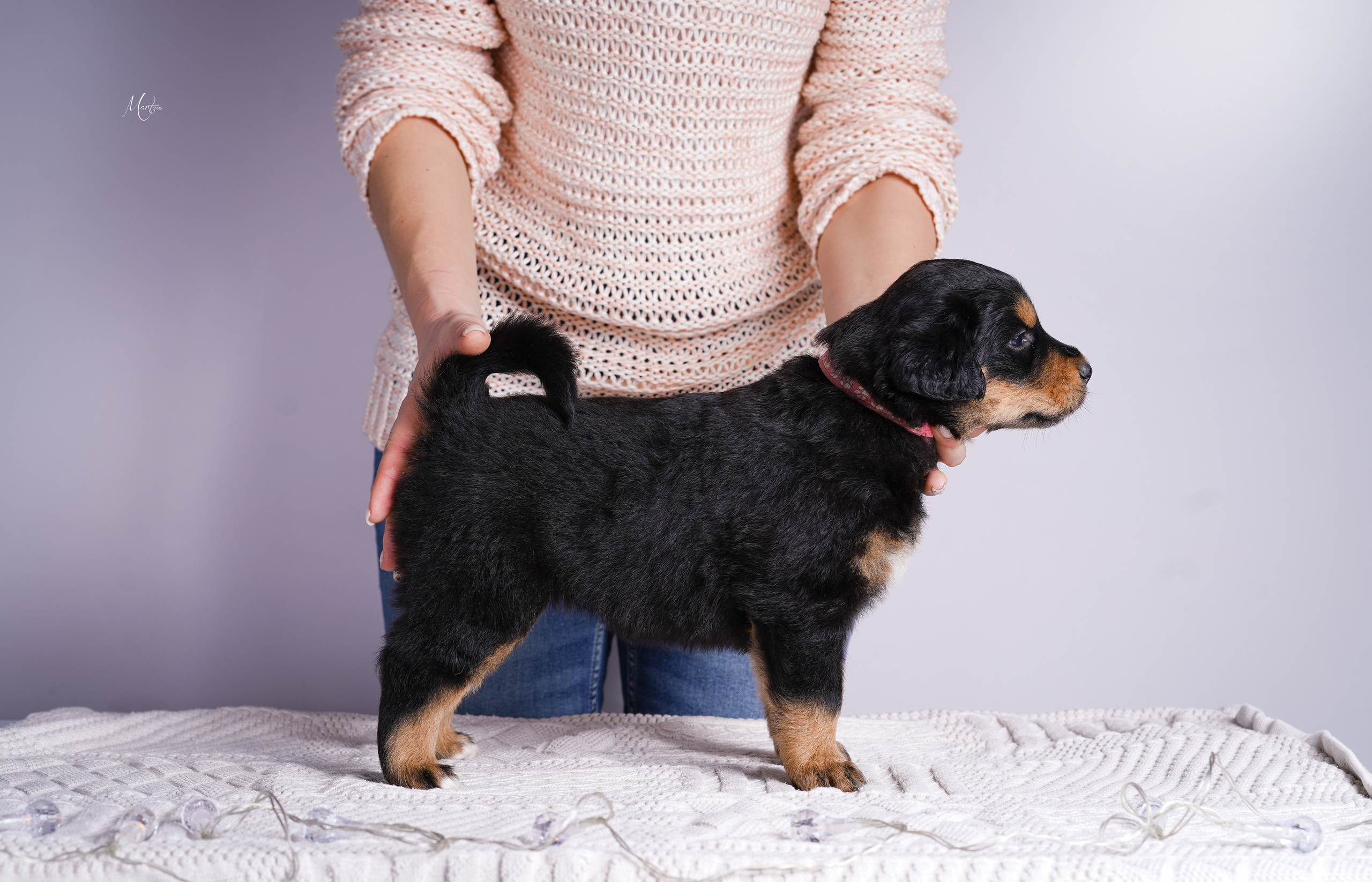 Щенки хотошо. Фотограф-анималист в Санкт-Петербурге Яна Мартынова