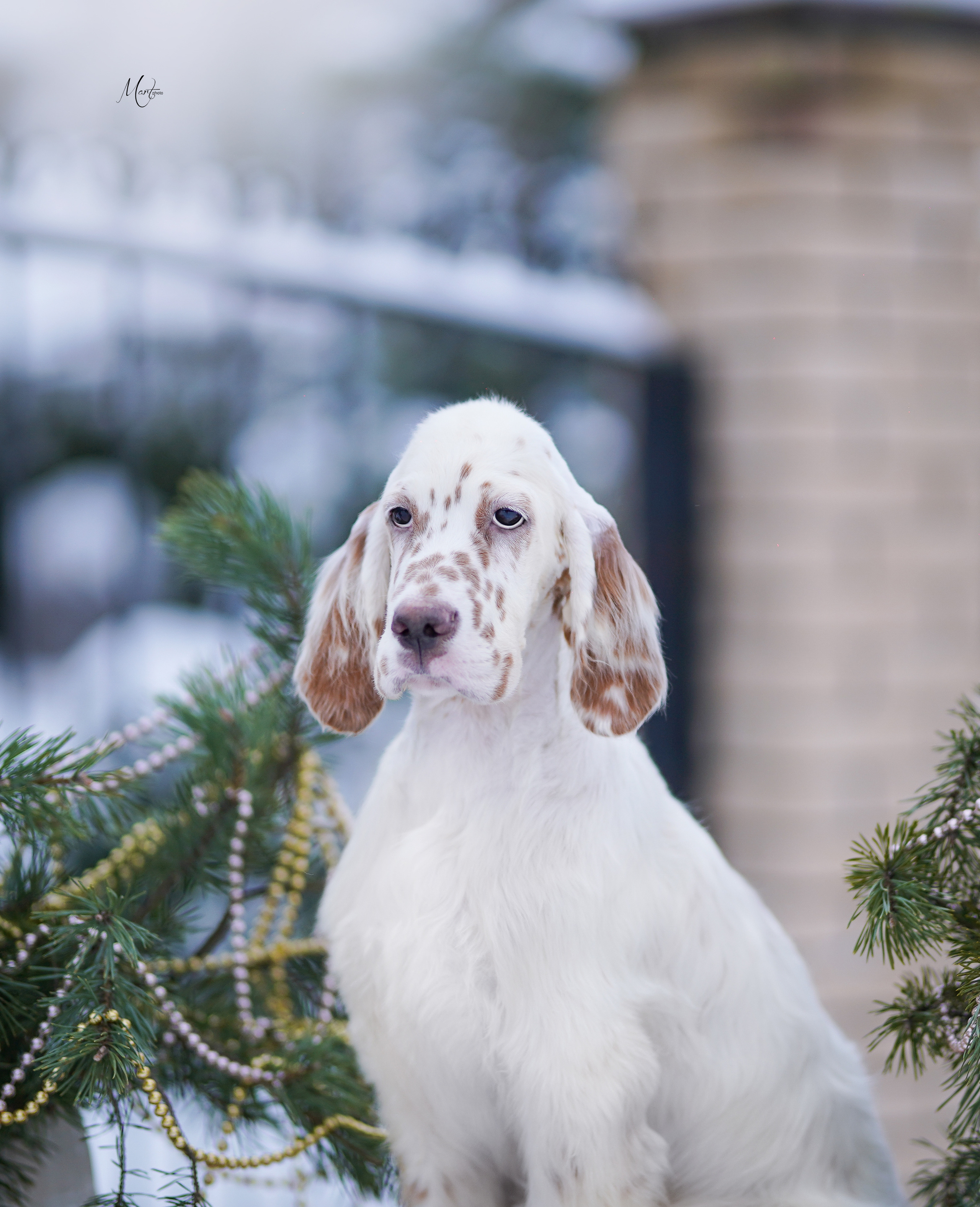 Щенки английского сеттера. Фотограф-анималист в Санкт-Петербурге Яна Мартынова
