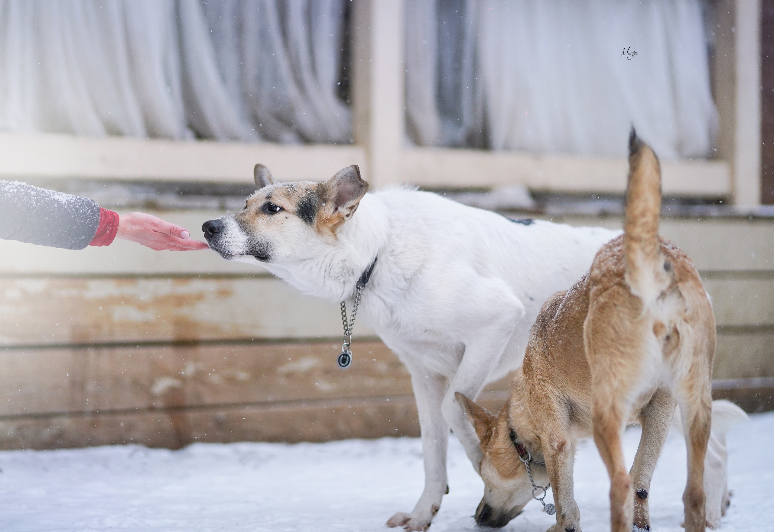 Ищут дом. Фотограф-анималист в Санкт-Петербурге Яна Мартынова