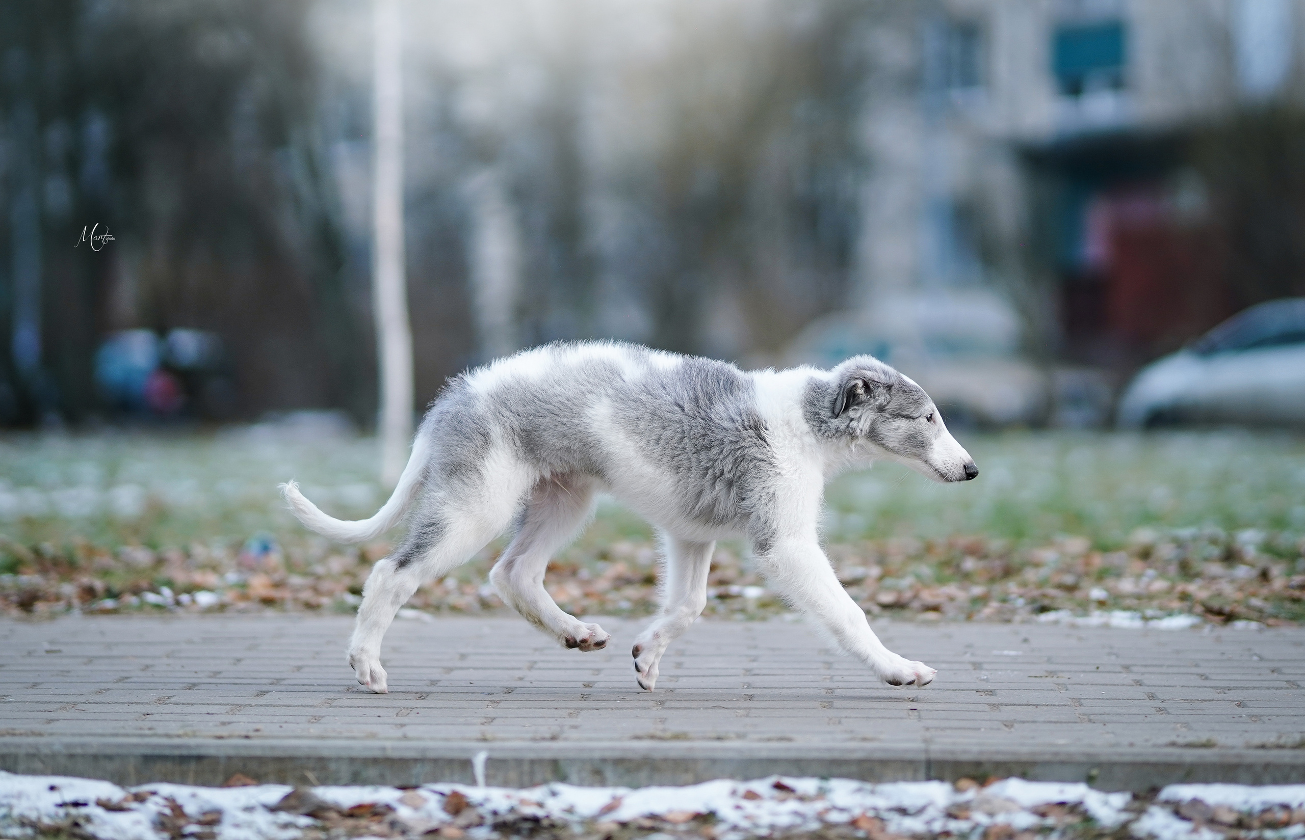 Щенки русской псовой борзой. Фотограф-анималист в Санкт-Петербурге Яна Мартынова