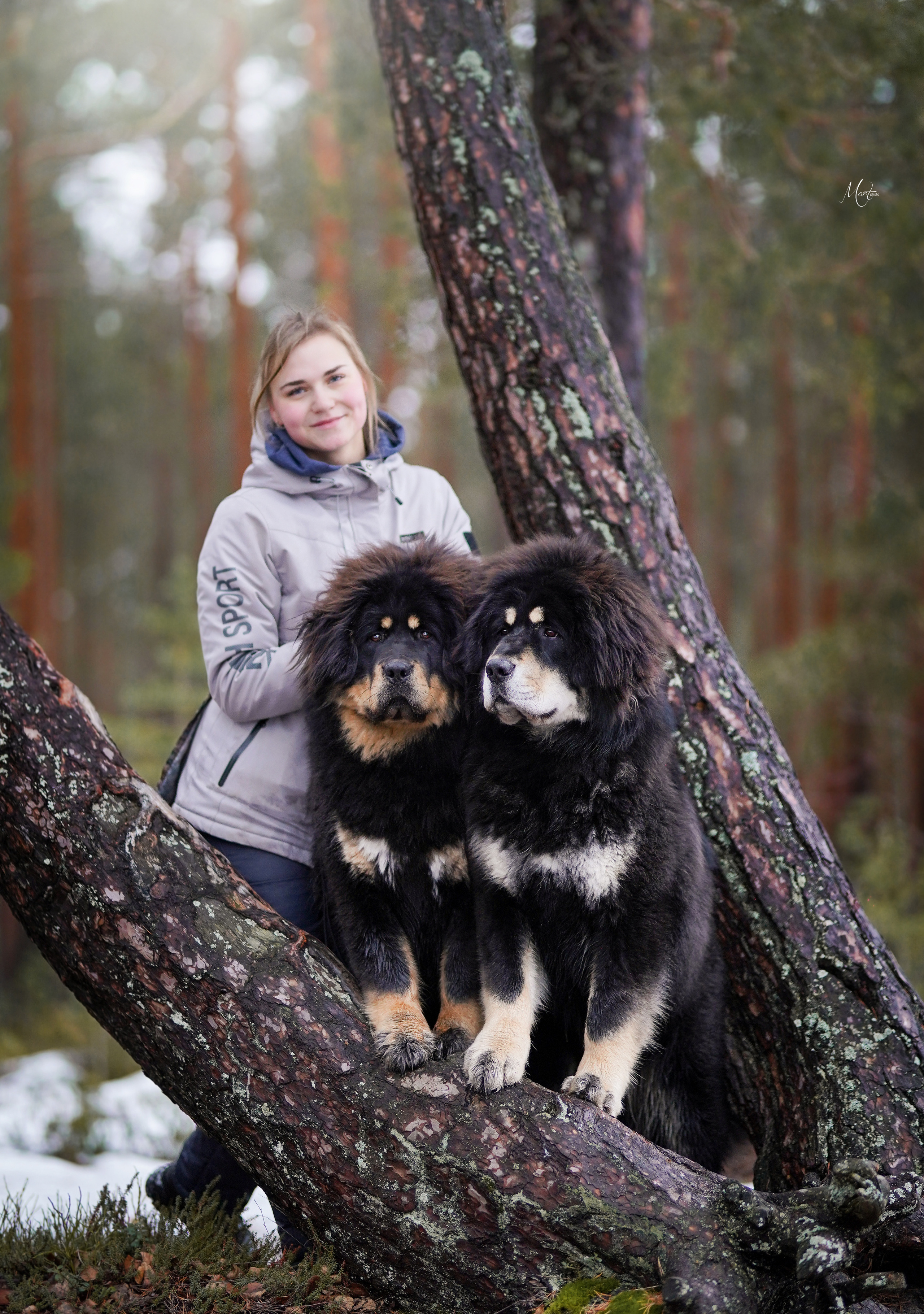Тибеты. Фотограф-анималист в Санкт-Петербурге Яна Мартынова