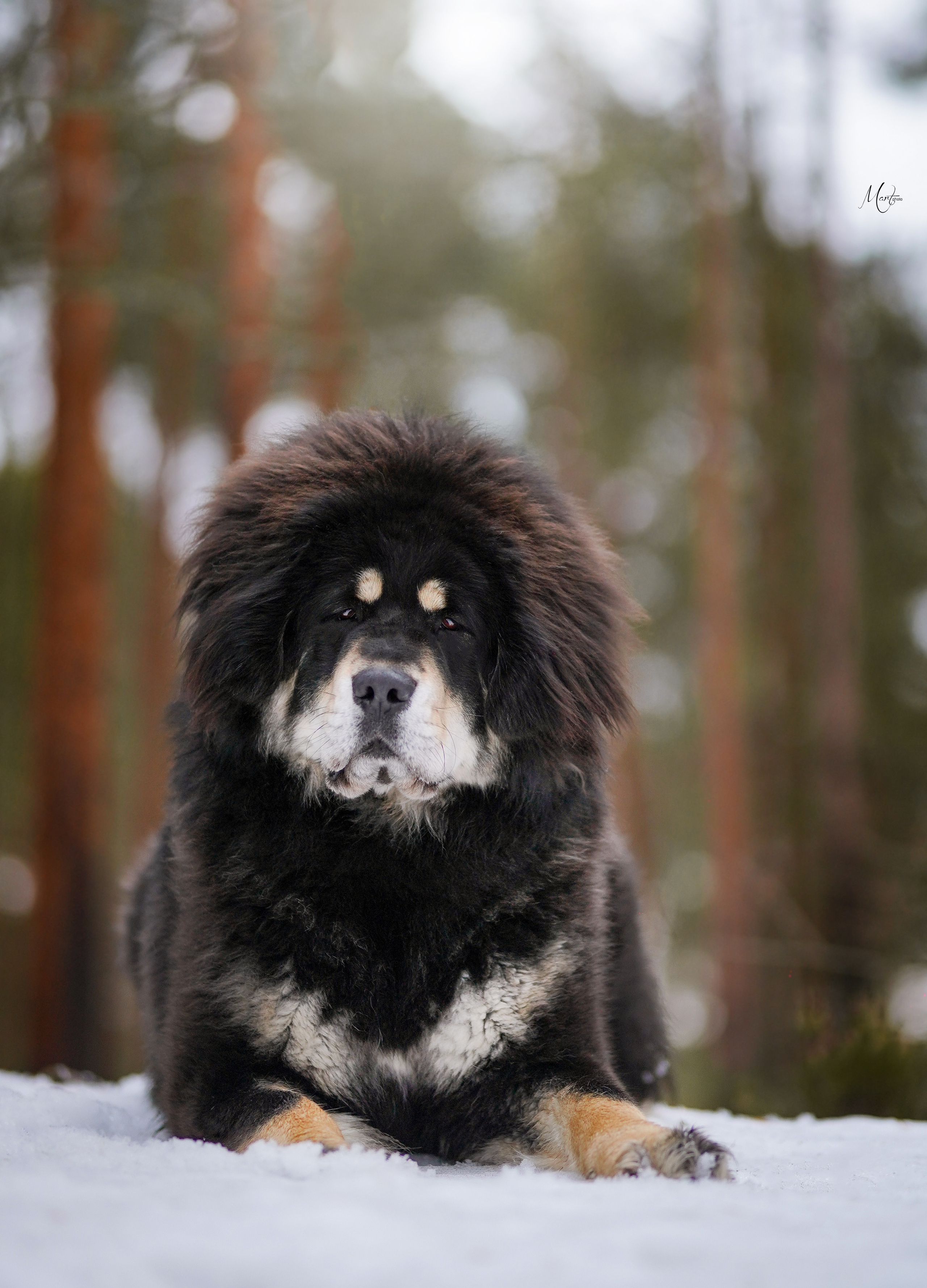 Тибеты. Фотограф-анималист в Санкт-Петербурге Яна Мартынова