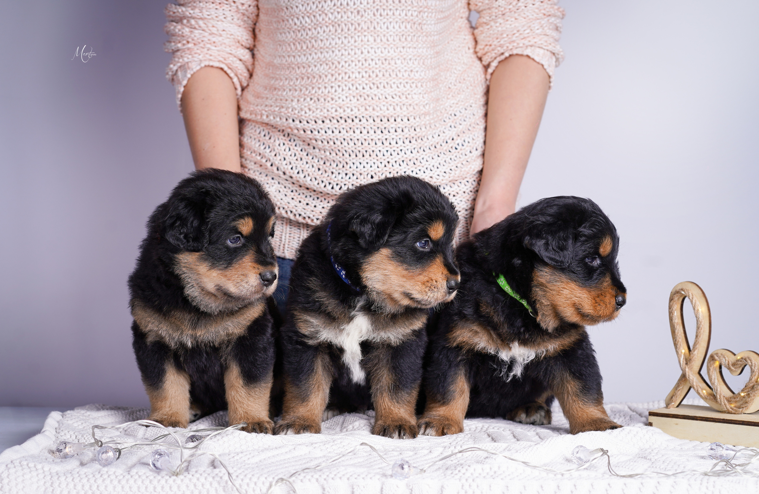 Щенки хотошо. Фотограф-анималист в Санкт-Петербурге Яна Мартынова