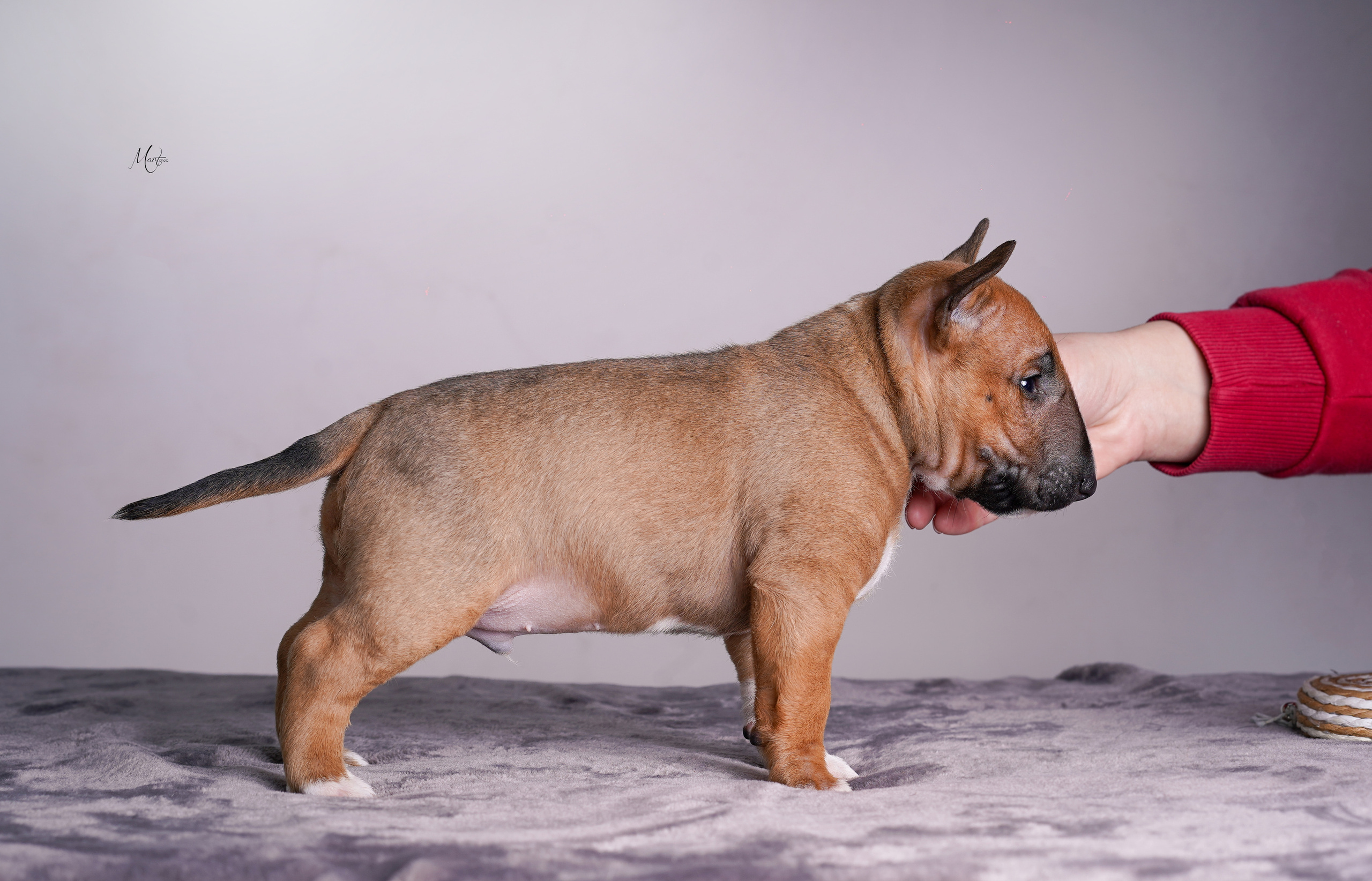 Щенок минибуля. Фотограф-анималист в Санкт-Петербурге Яна Мартынова