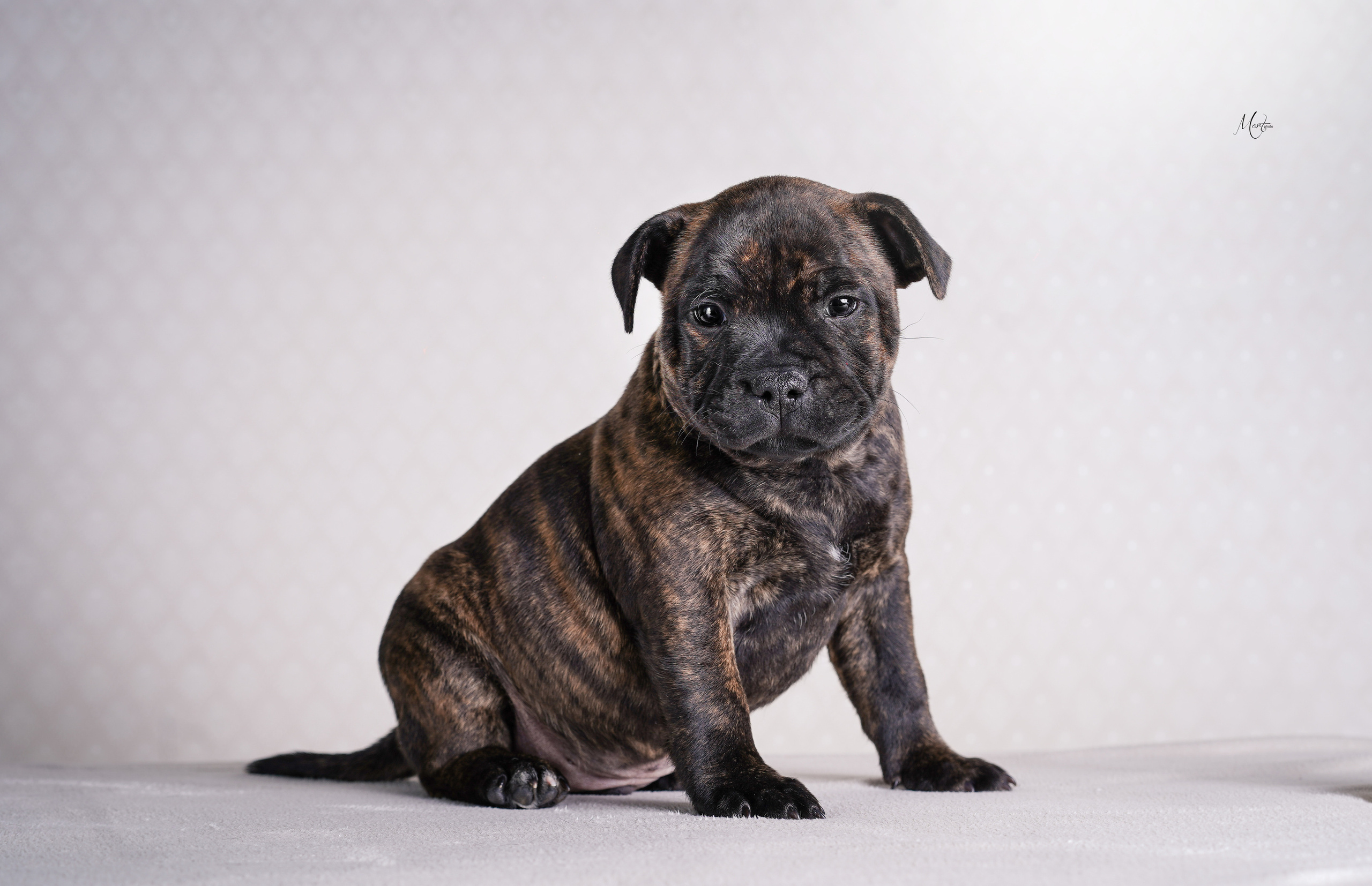 Щенки стаффи. Фотограф-анималист в Санкт-Петербурге Яна Мартынова