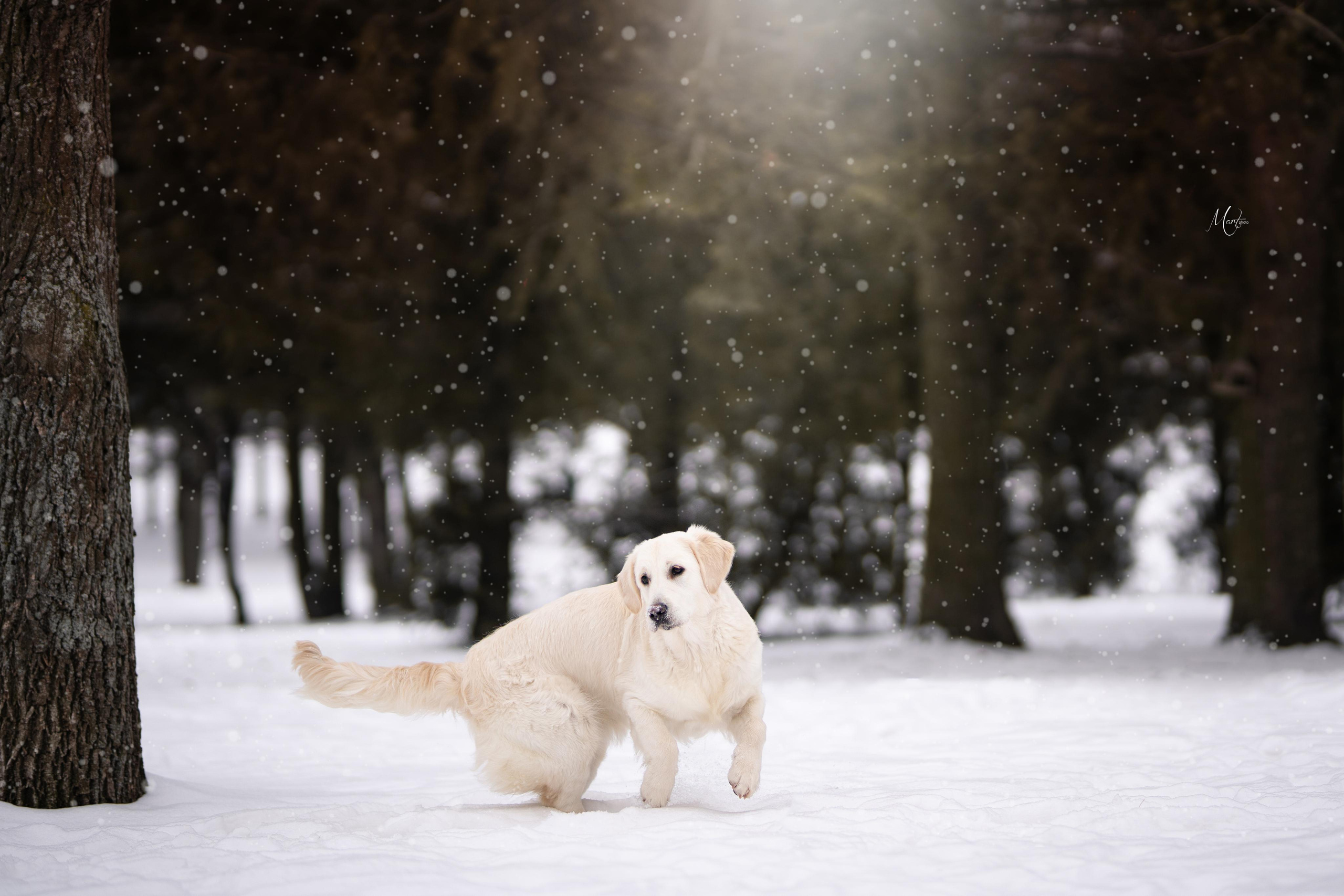 Татьяна и голдены. Фотограф-анималист в Санкт-Петербурге Яна Мартынова