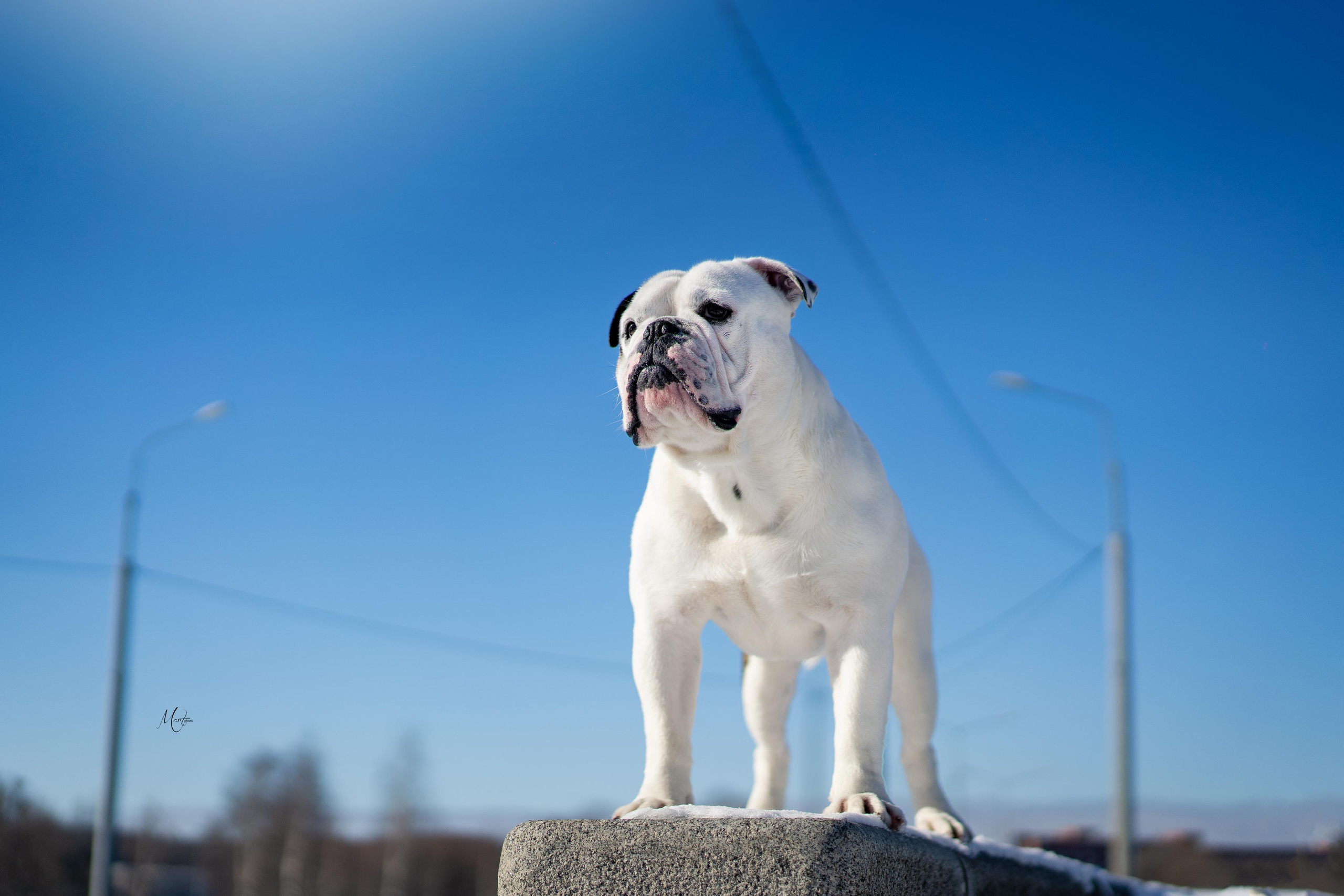 Наташа и Прайм. Фотограф-анималист в Санкт-Петербурге Яна Мартынова