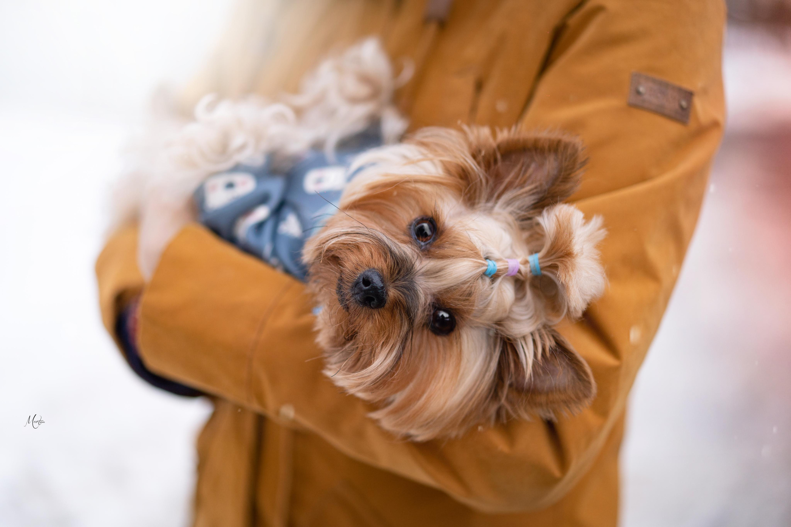 Эффи, Юни зима 23'. Фотограф-анималист в Санкт-Петербурге Яна Мартынова