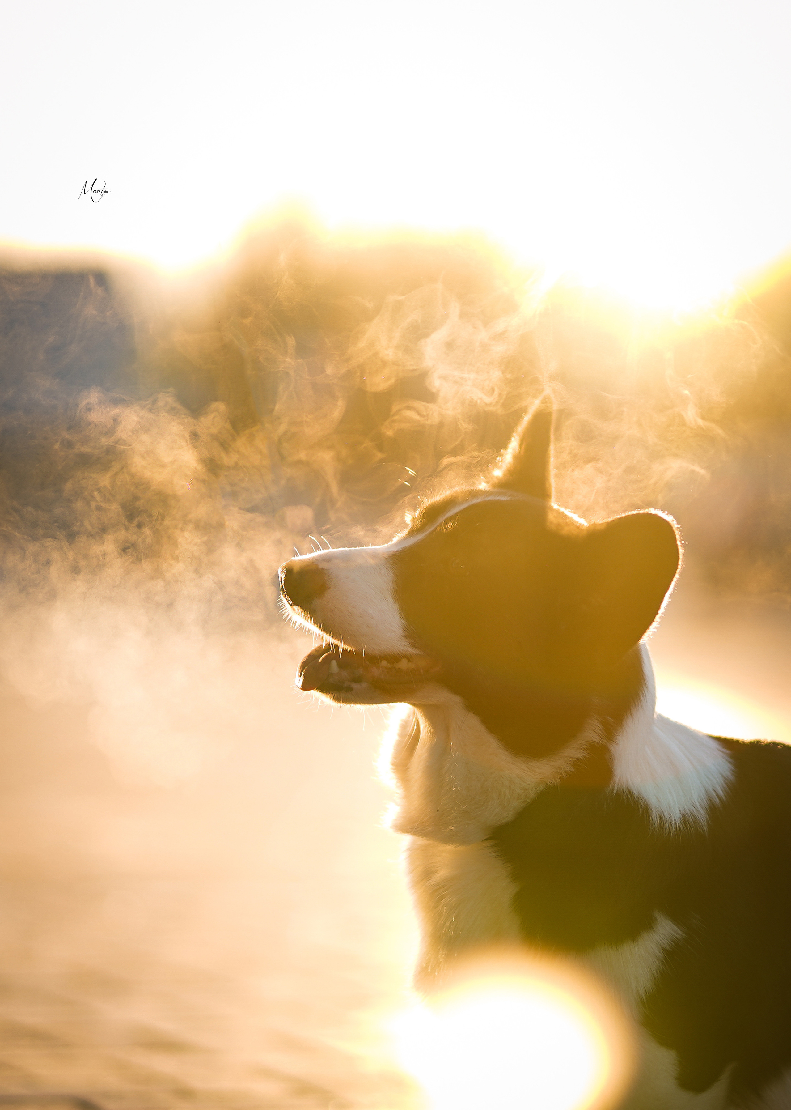 Экстерьерная съемка 2023. Фотограф-анималист в Санкт-Петербурге Яна Мартынова