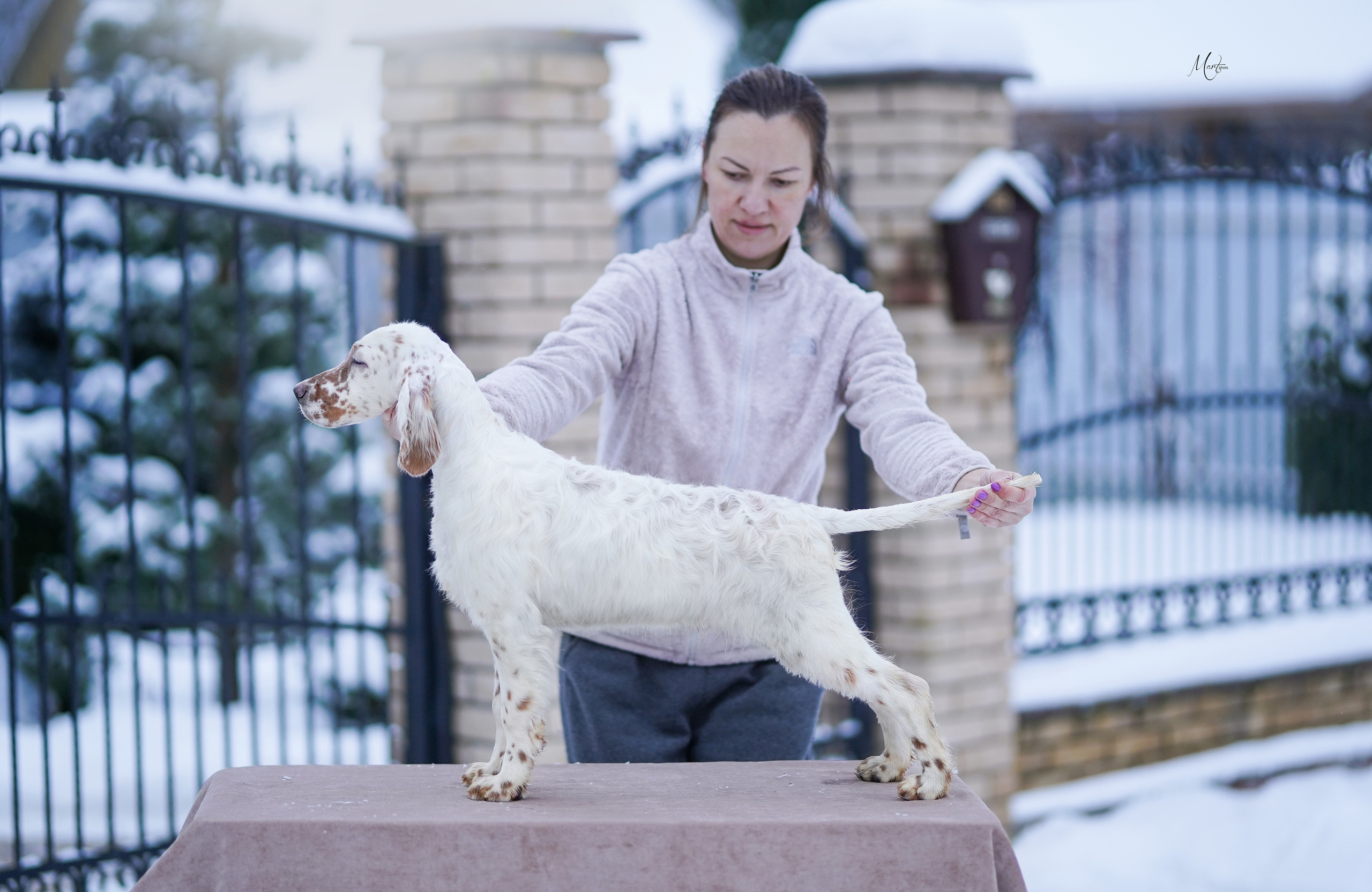 Щенки английского сеттера. Фотограф-анималист в Санкт-Петербурге Яна Мартынова