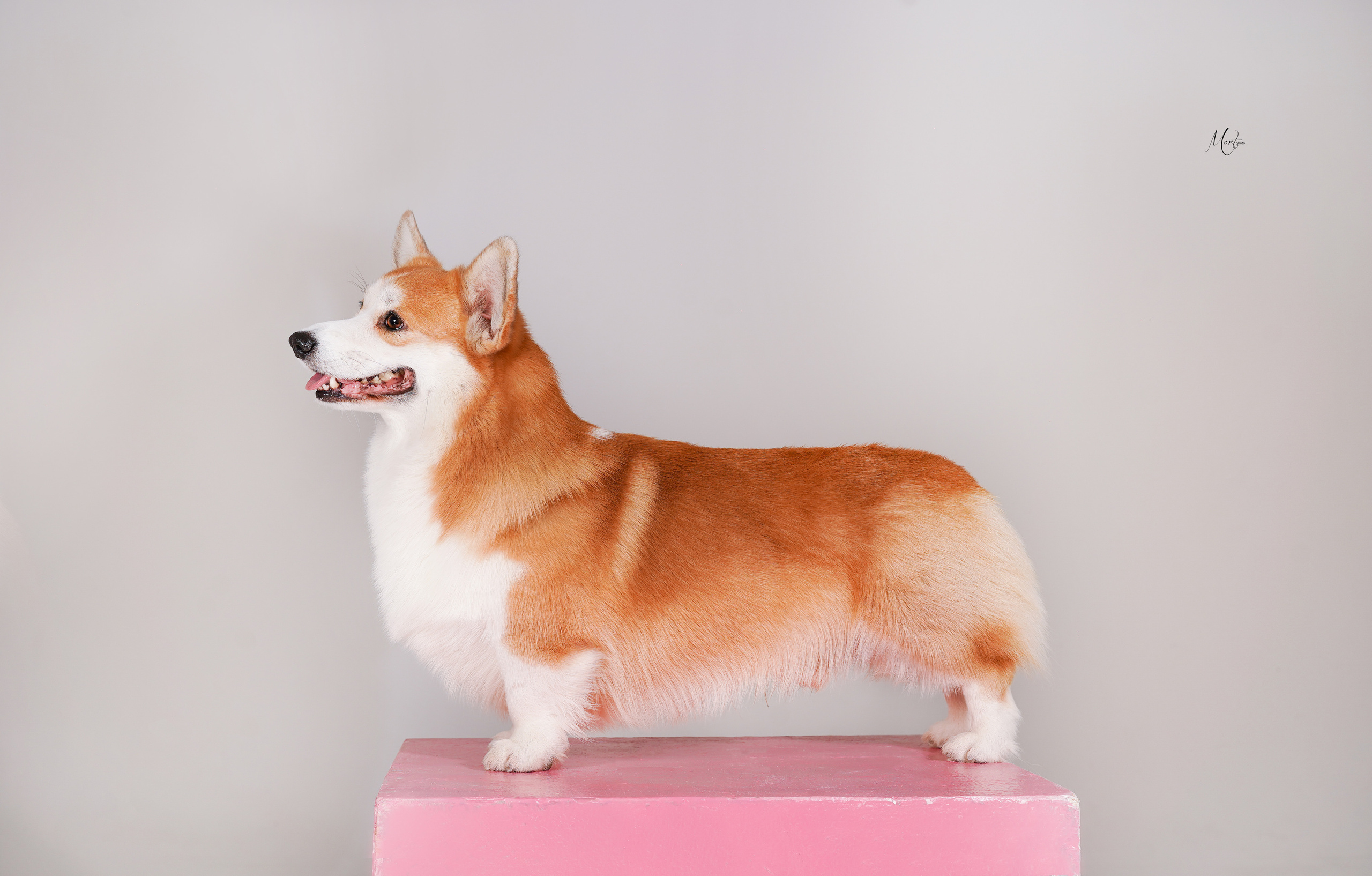 Корги Гномик. Фотограф-анималист в Санкт-Петербурге Яна Мартынова