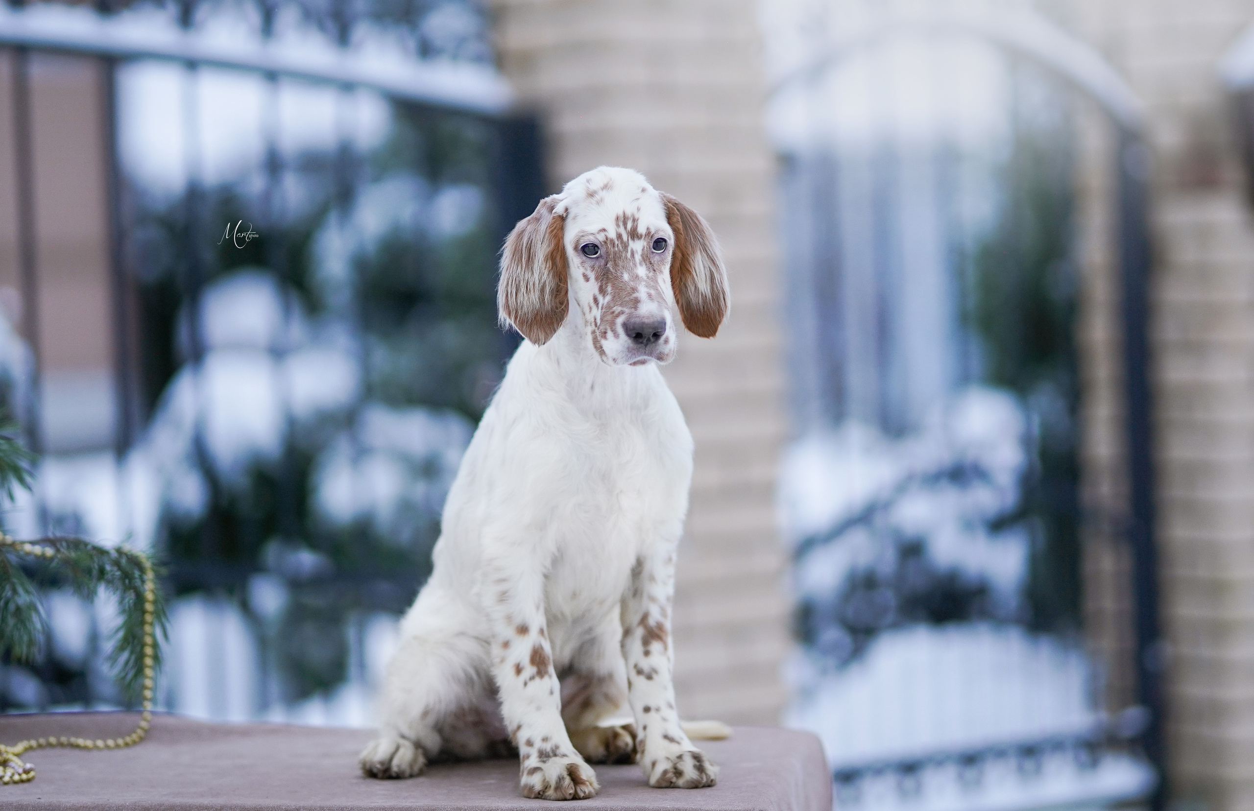 Щенки английского сеттера. Фотограф-анималист в Санкт-Петербурге Яна Мартынова