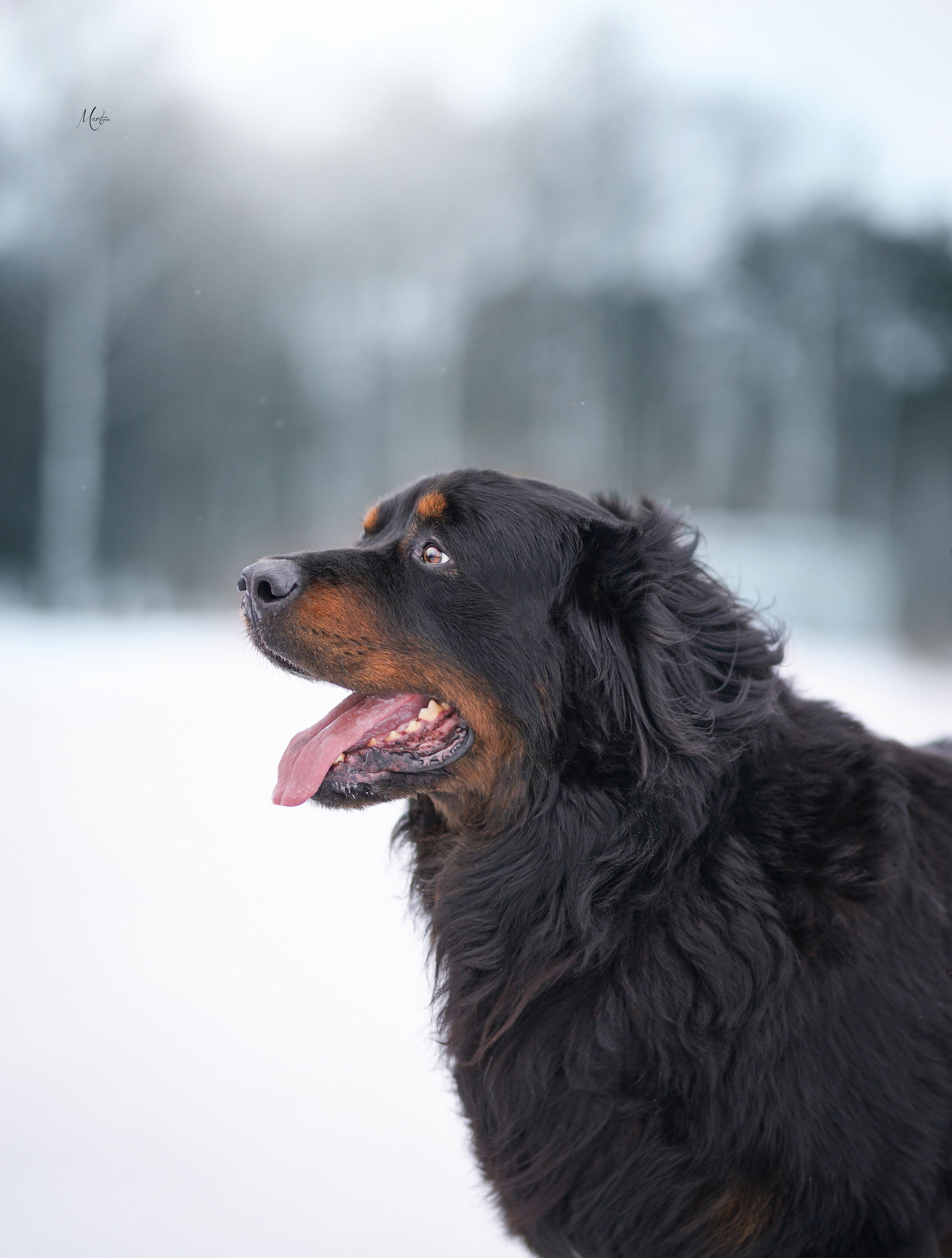 Экстерьерная съемка 2023. Фотограф-анималист в Санкт-Петербурге Яна Мартынова