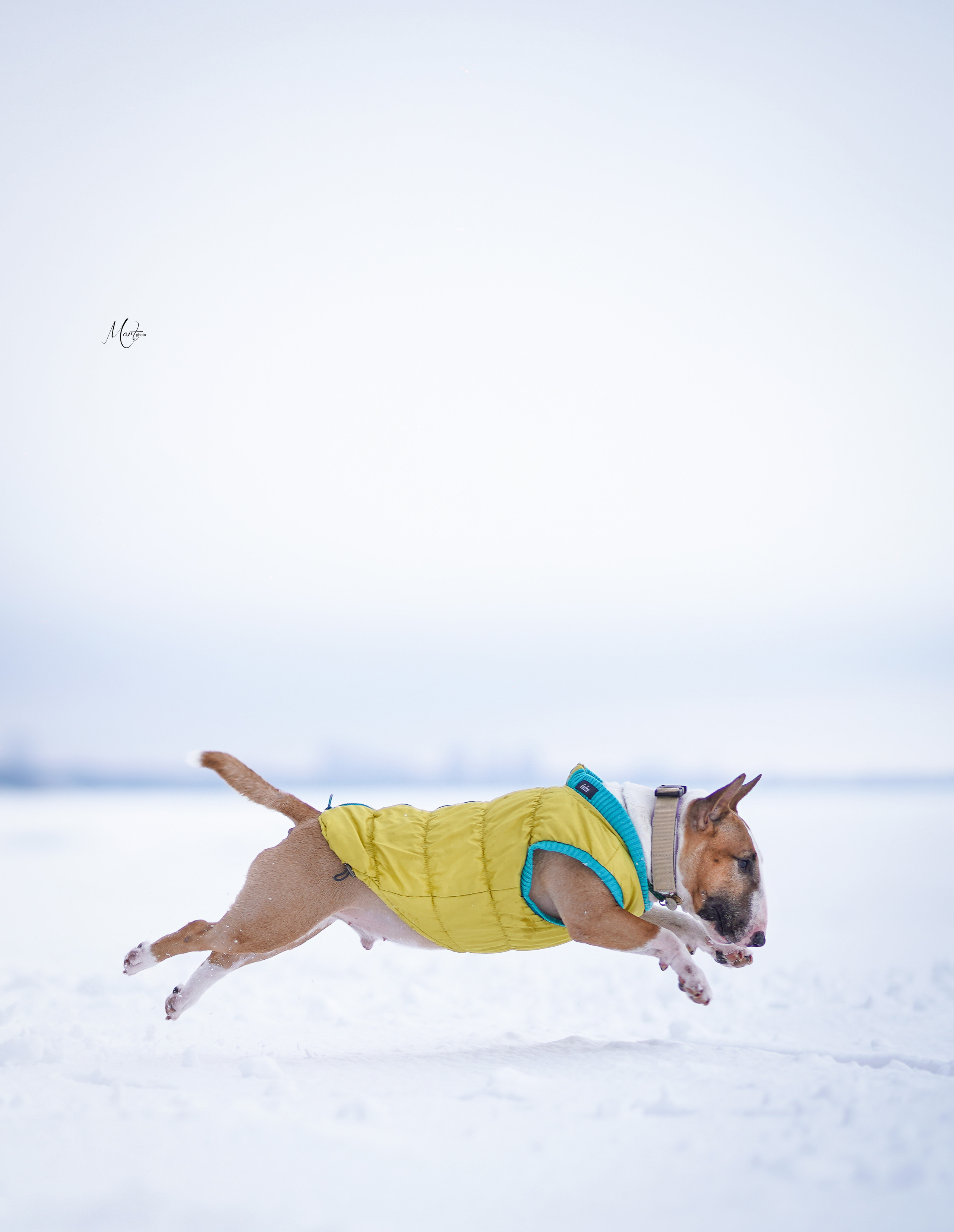 Эффи, Юни зима 23'. Фотограф-анималист в Санкт-Петербурге Яна Мартынова
