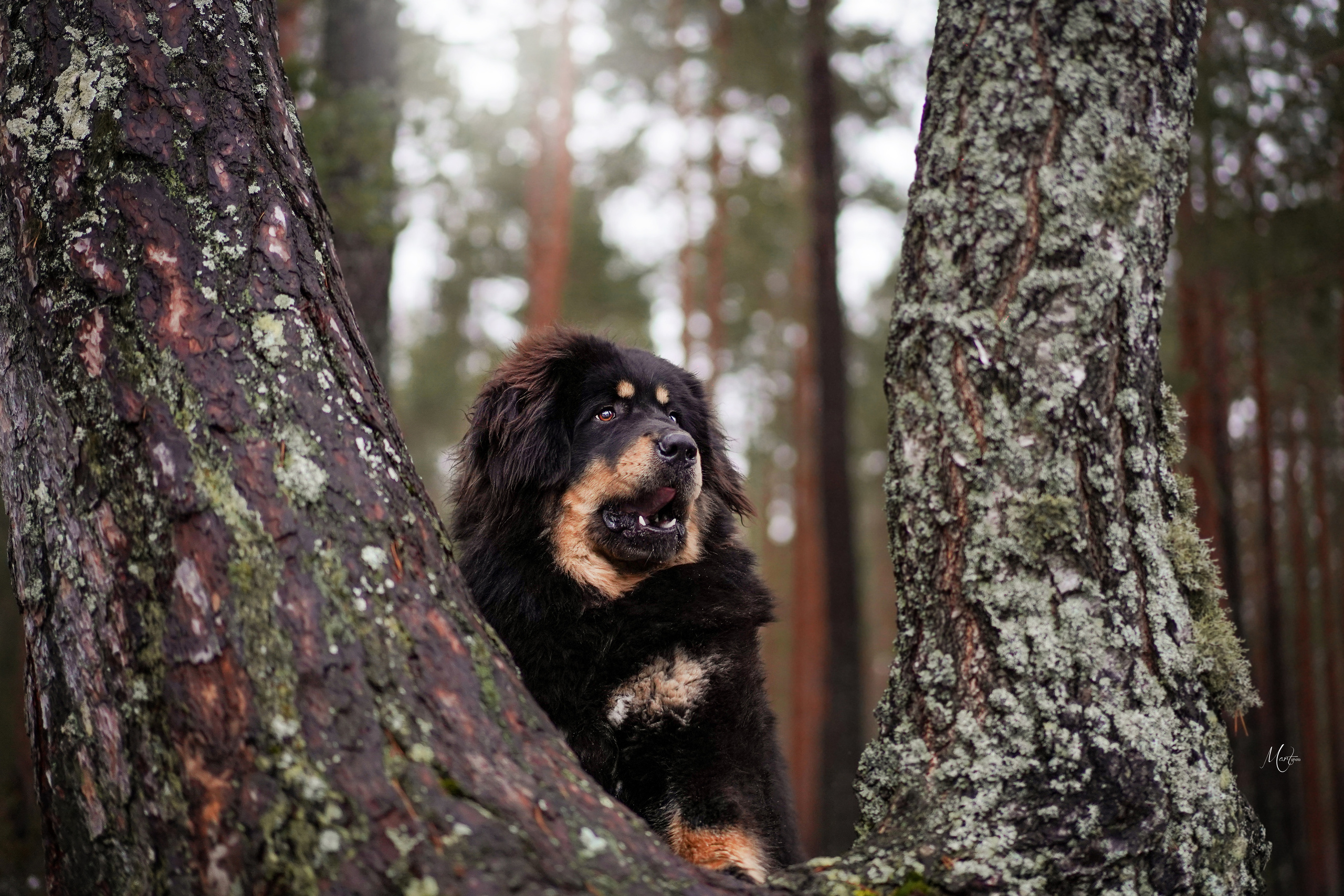 Тибеты. Фотограф-анималист в Санкт-Петербурге Яна Мартынова