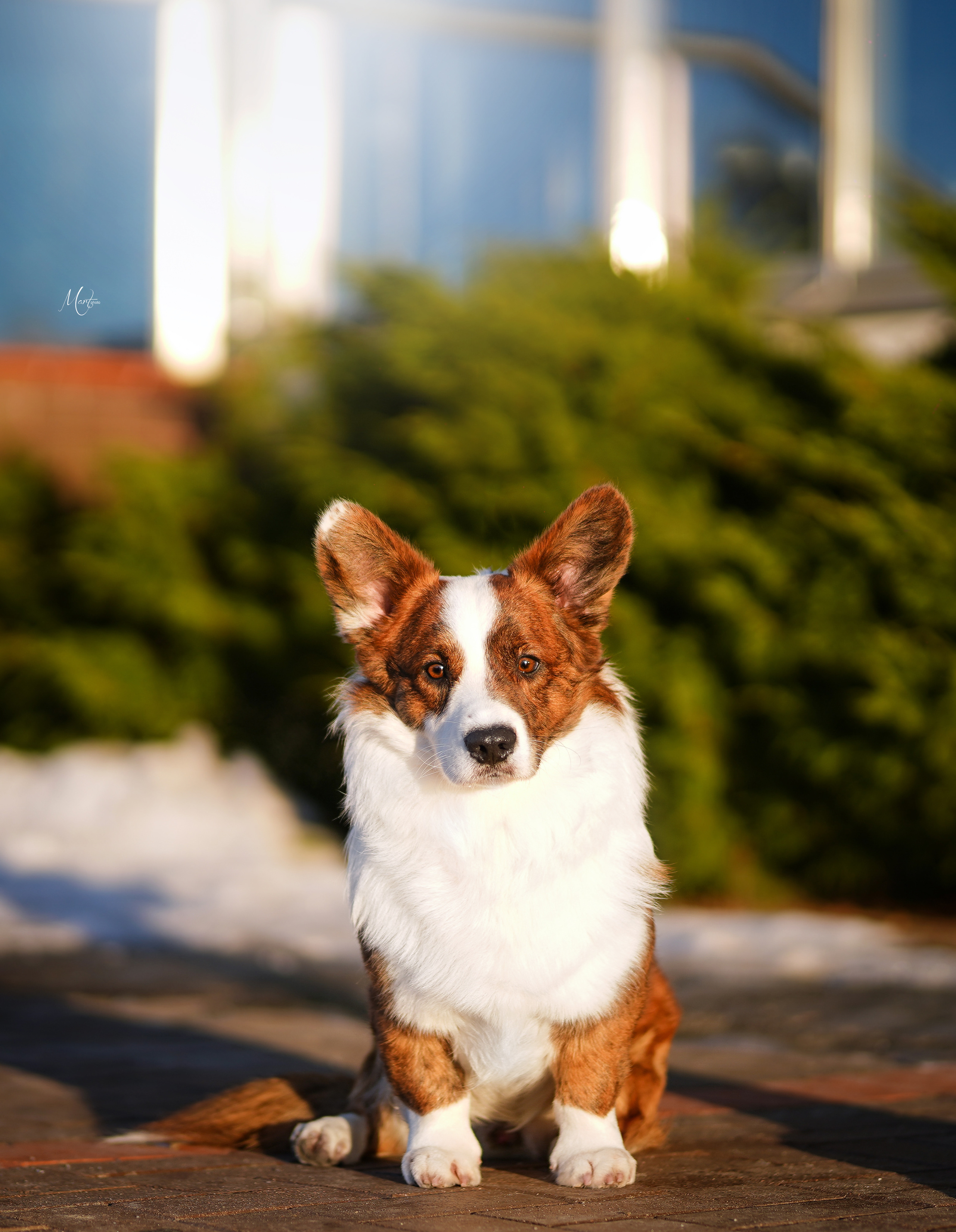 Экстерьерная съемка 2023. Фотограф-анималист в Санкт-Петербурге Яна Мартынова