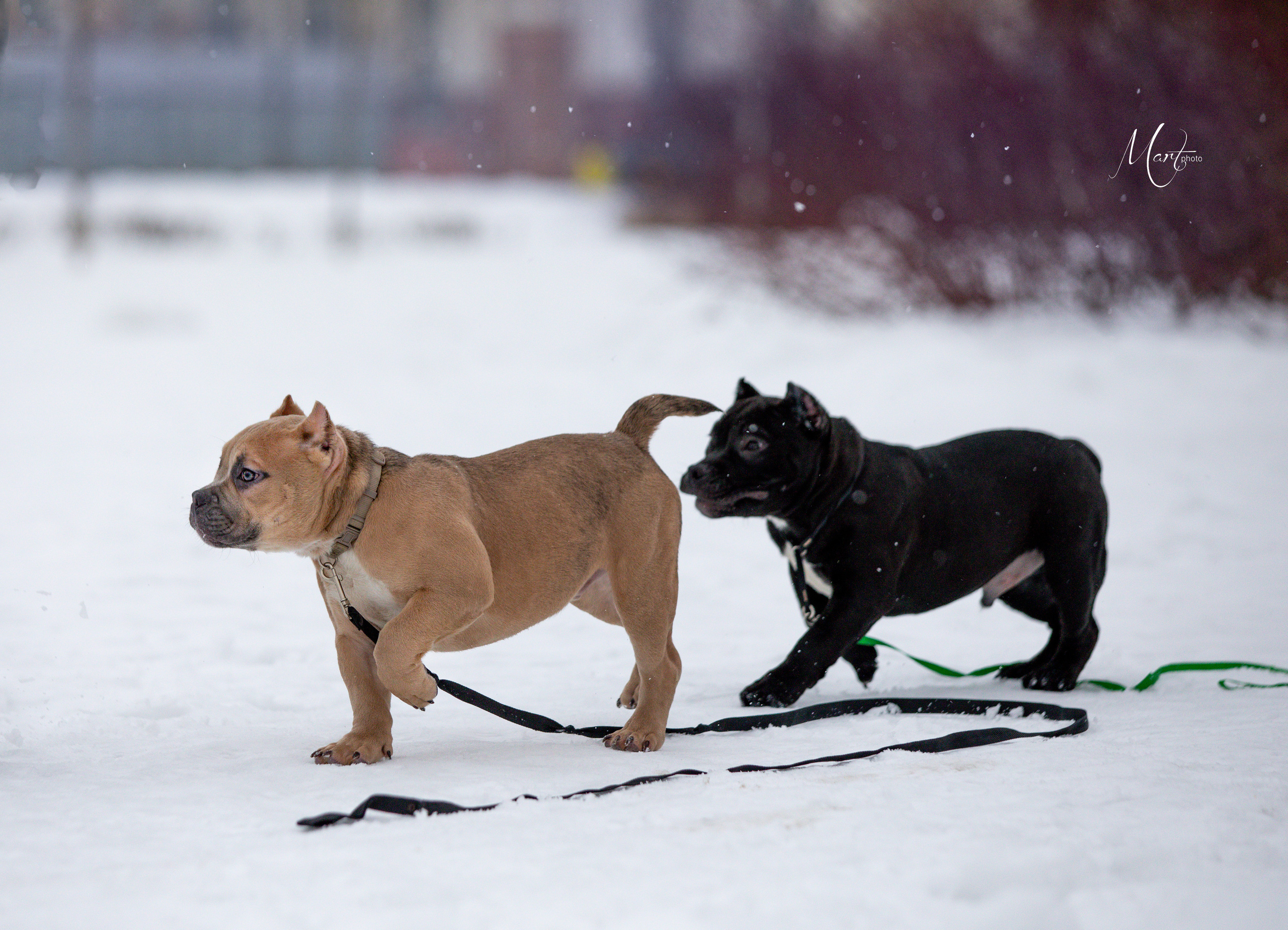 Щенки американского булли. Фотограф-анималист в Санкт-Петербурге Яна Мартынова