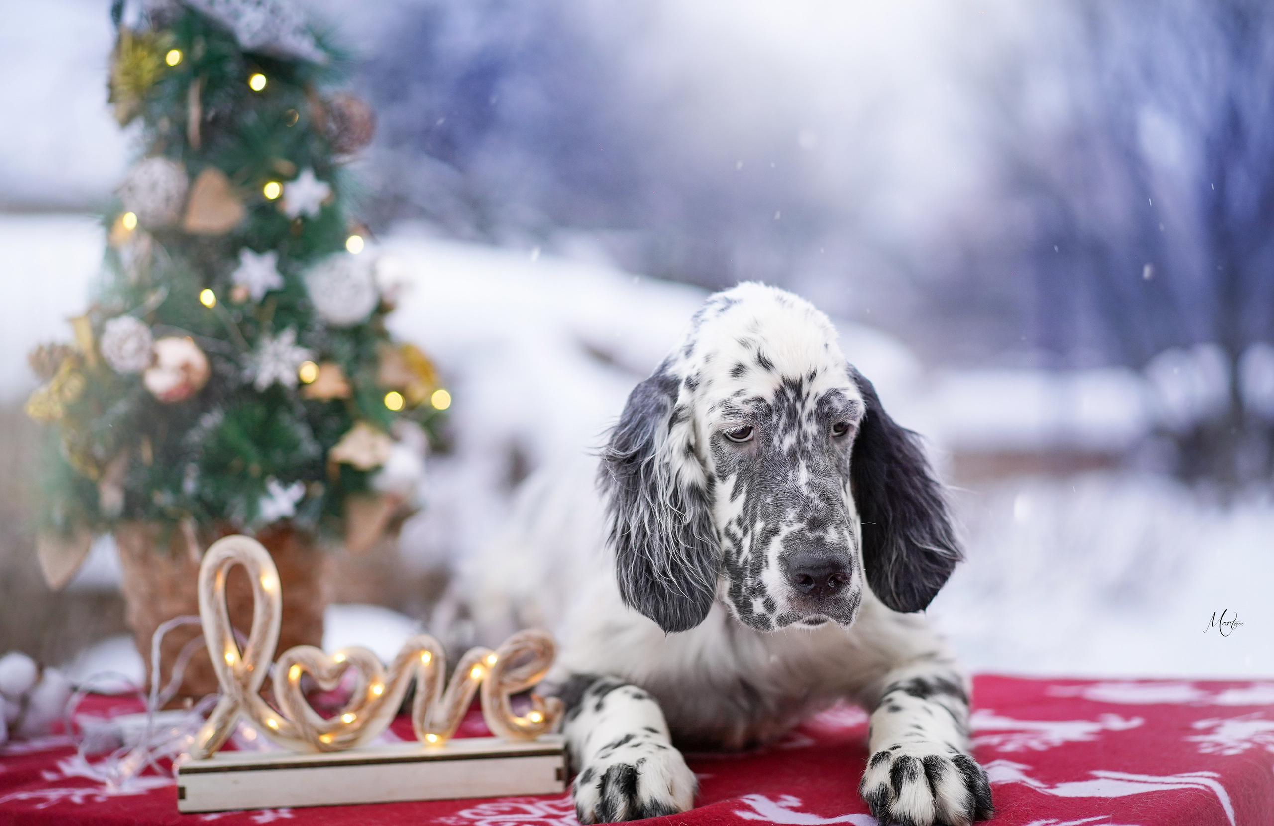 Щенки английского сеттера. Фотограф-анималист в Санкт-Петербурге Яна Мартынова