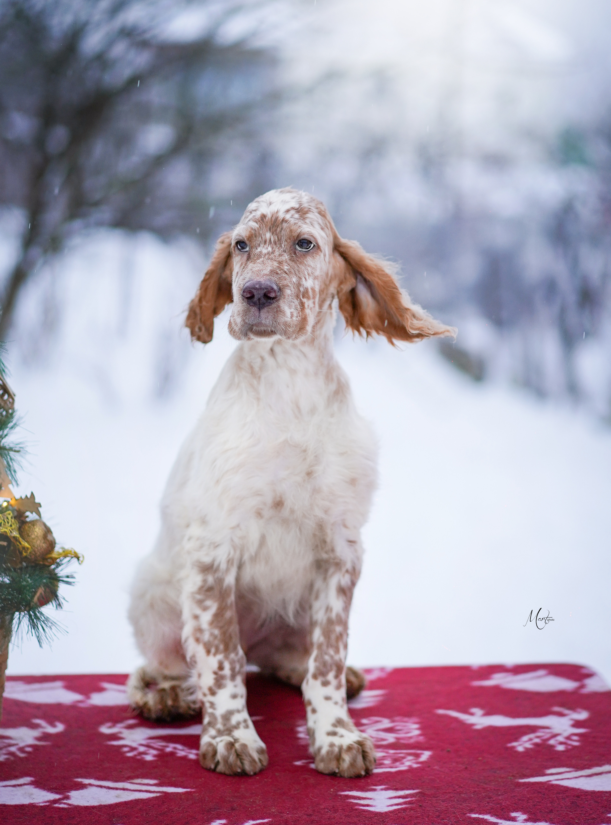 Щенки английского сеттера. Фотограф-анималист в Санкт-Петербурге Яна Мартынова
