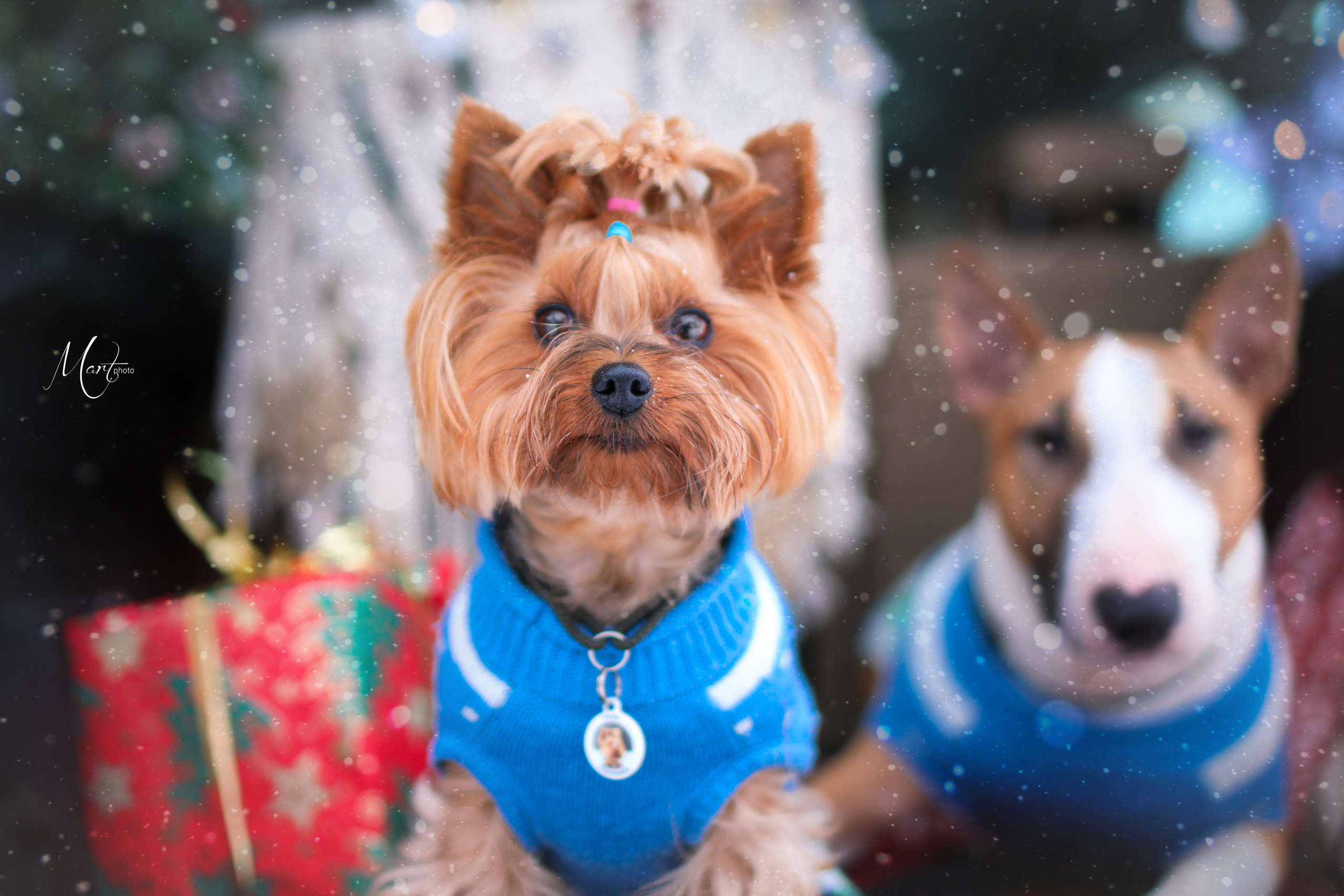 Эффи и Юни. Фотограф-анималист в Санкт-Петербурге Яна Мартынова