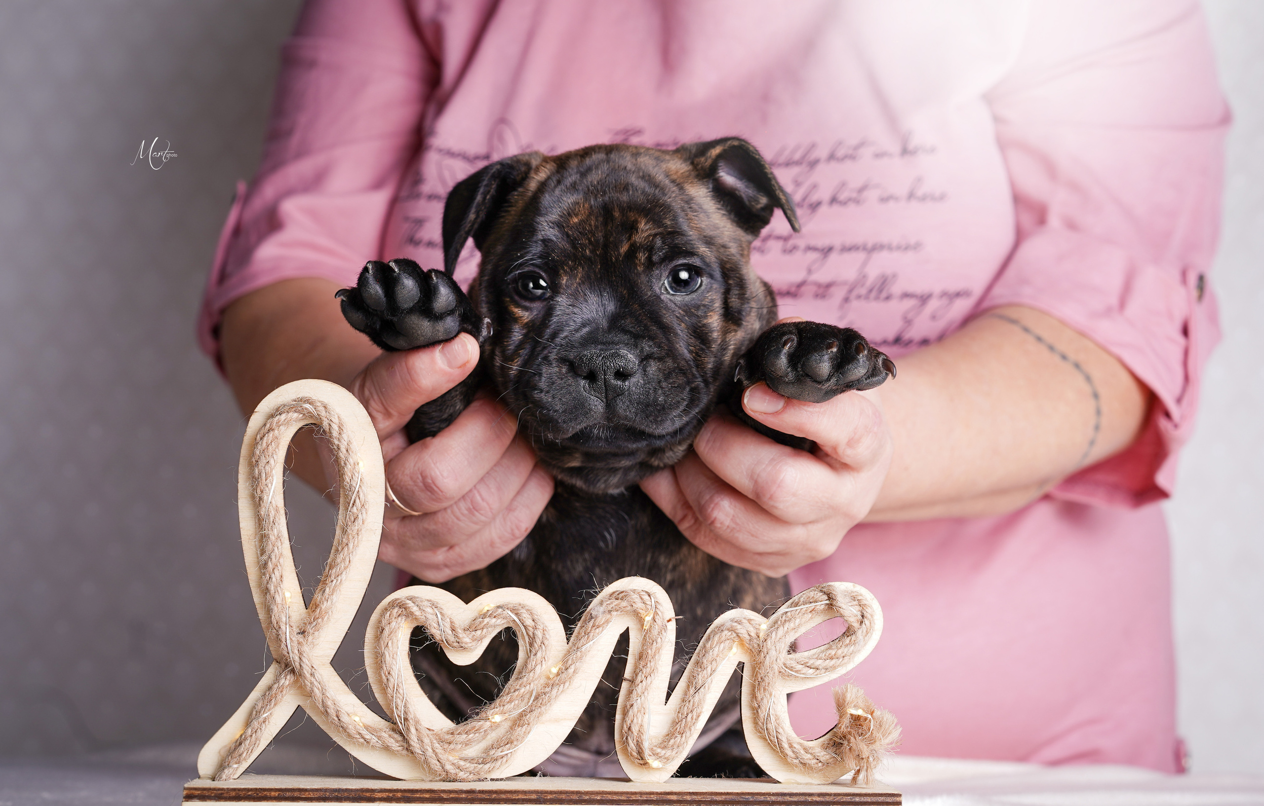 Щенки стаффи. Фотограф-анималист в Санкт-Петербурге Яна Мартынова