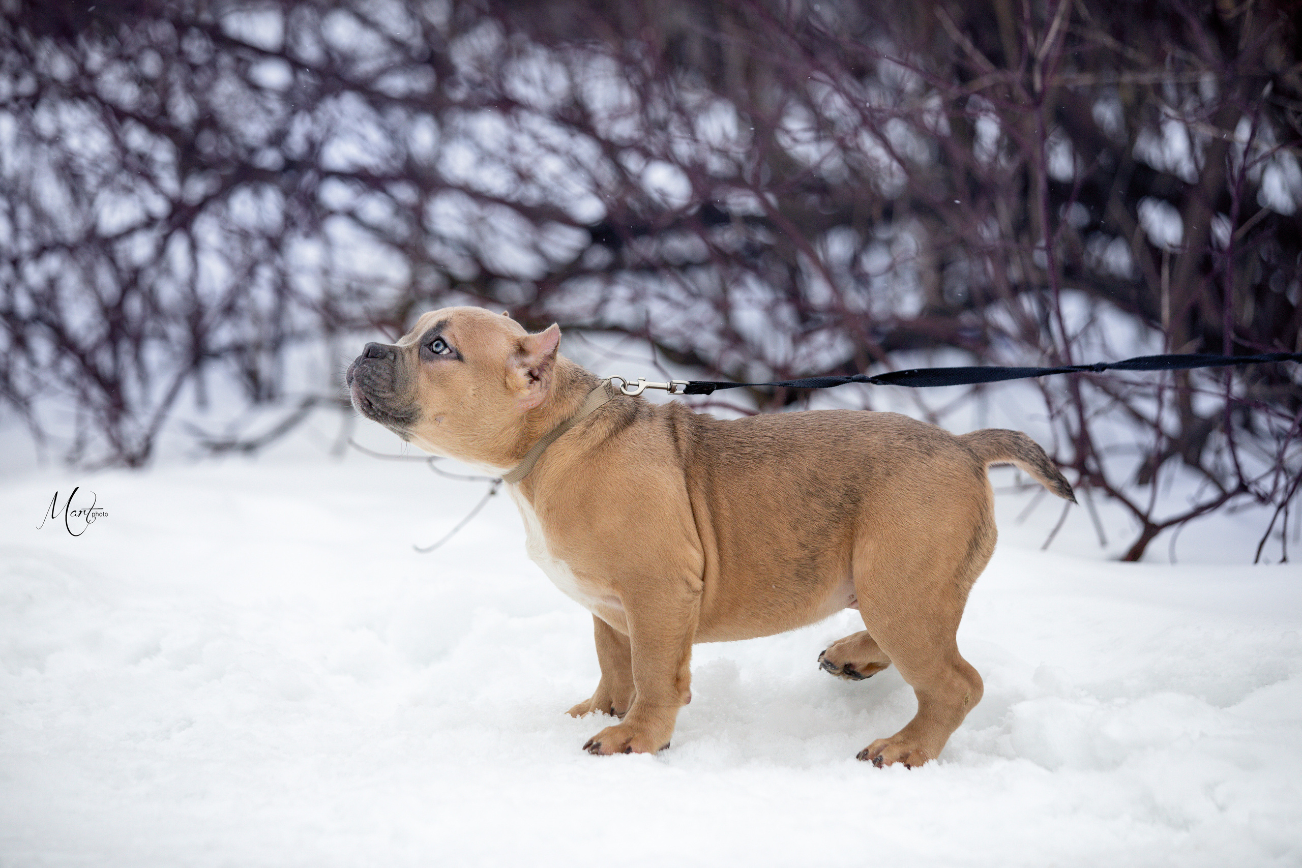 Щенки американского булли. Фотограф-анималист в Санкт-Петербурге Яна Мартынова