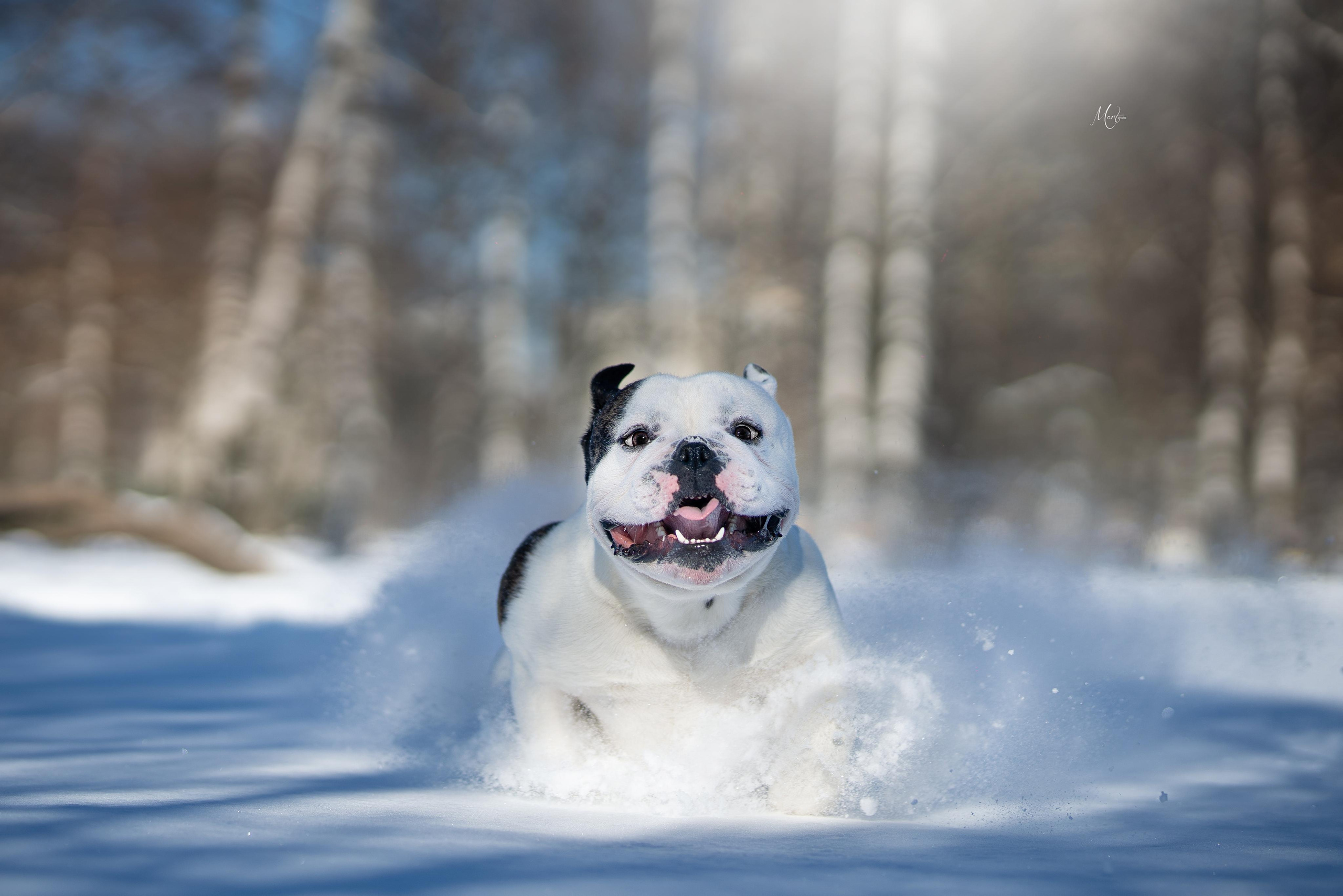 Наташа и Прайм. Фотограф-анималист в Санкт-Петербурге Яна Мартынова