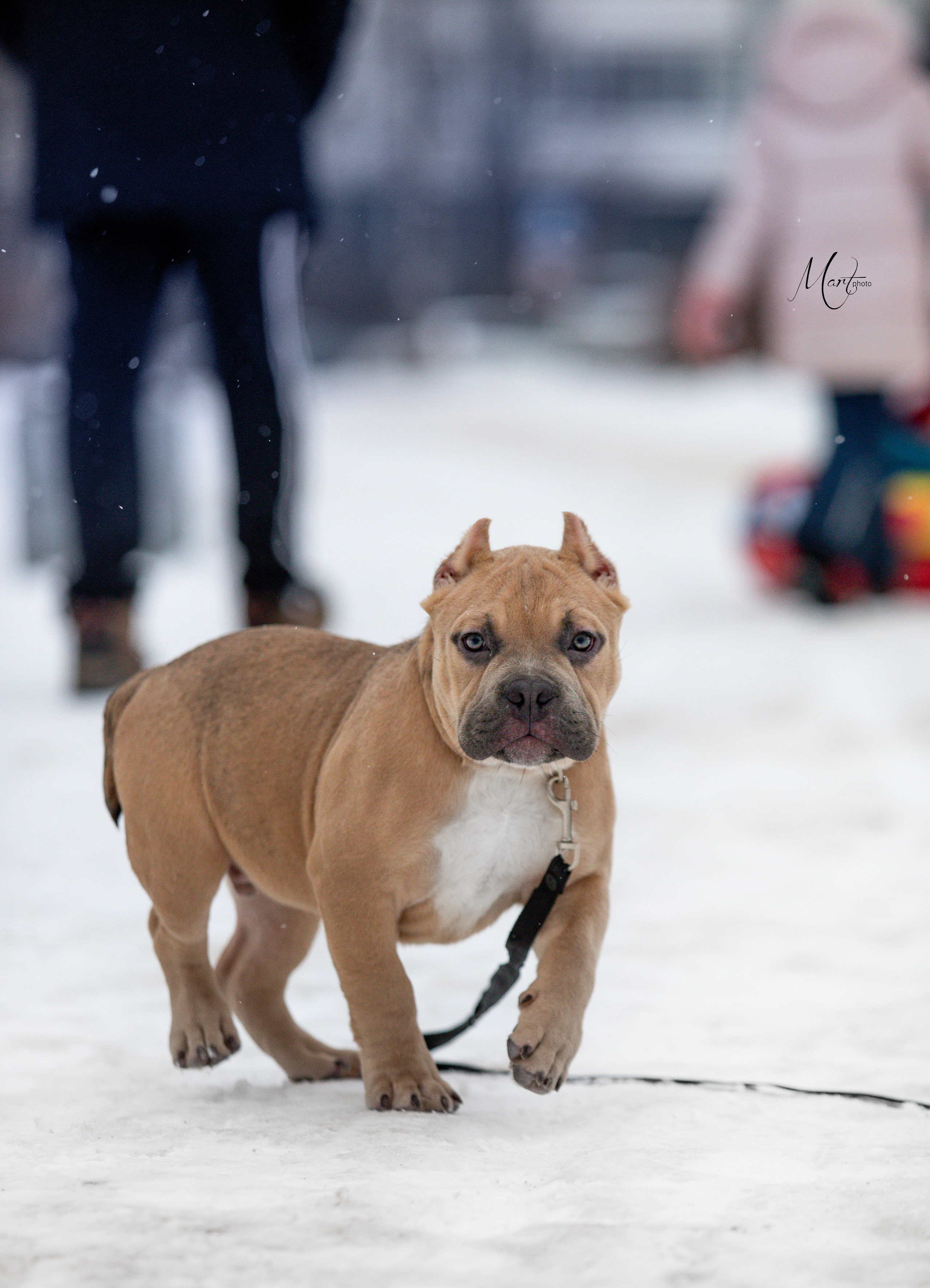 Щенки американского булли. Фотограф-анималист в Санкт-Петербурге Яна Мартынова