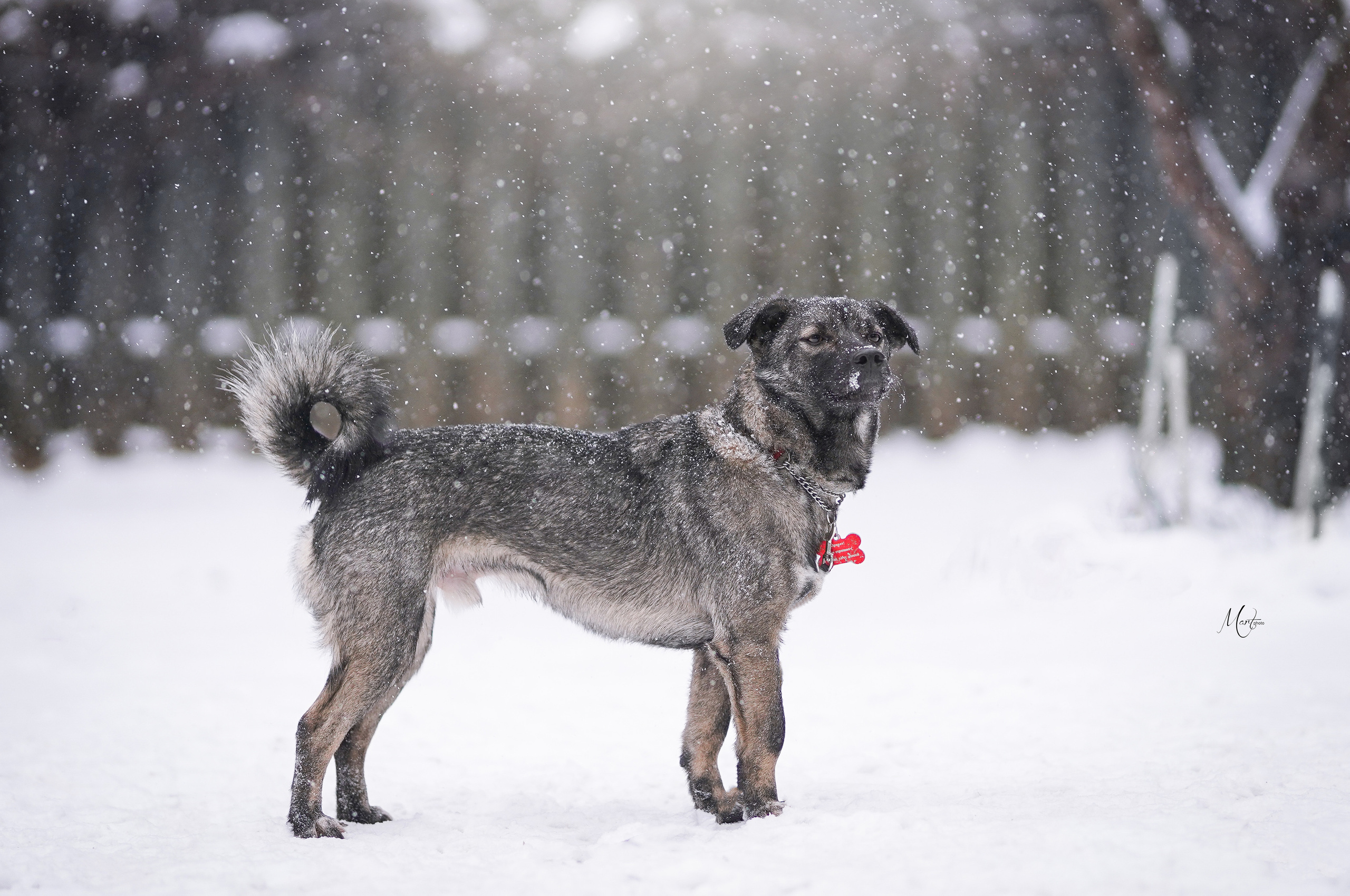 Ищут дом. Фотограф-анималист в Санкт-Петербурге Яна Мартынова