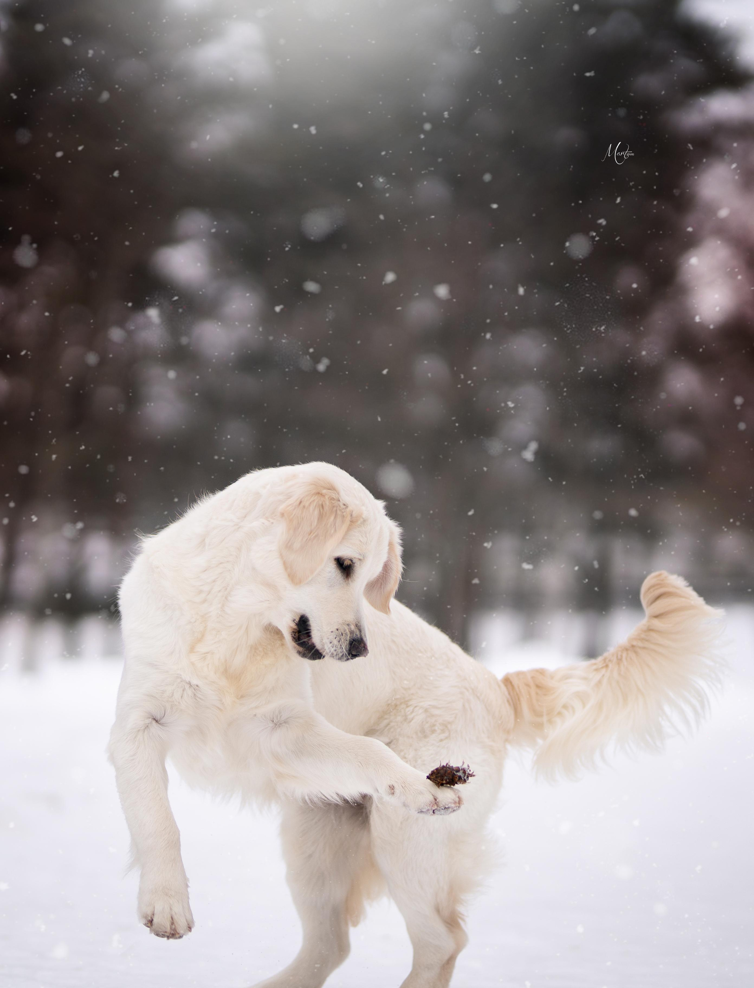 Татьяна и голдены. Фотограф-анималист в Санкт-Петербурге Яна Мартынова