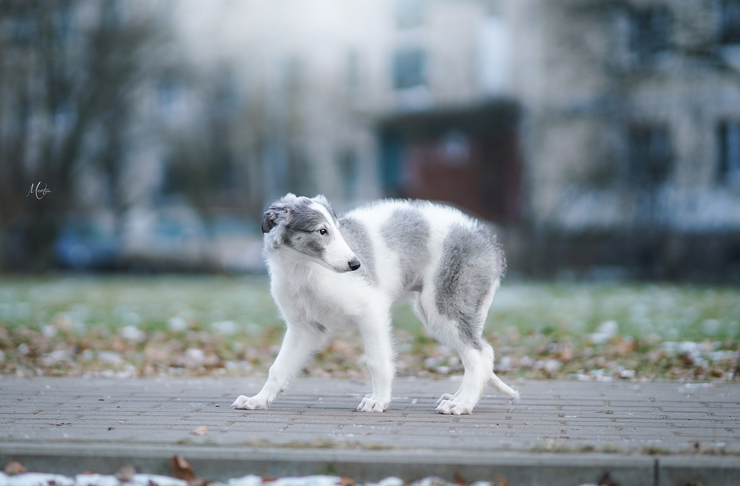 Щенки русской псовой борзой. Фотограф-анималист в Санкт-Петербурге Яна Мартынова