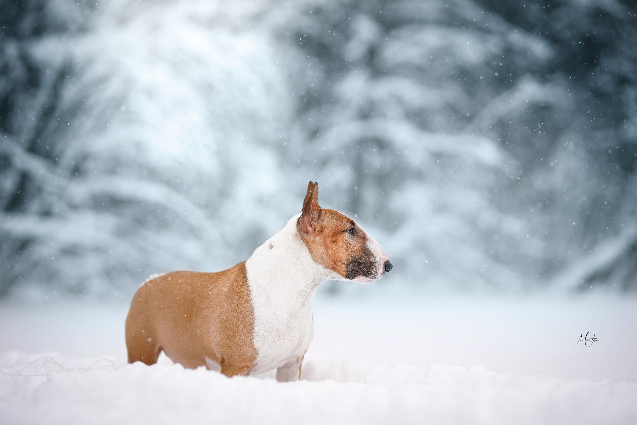 Юни зима. Фотограф-анималист в Санкт-Петербурге Яна Мартынова