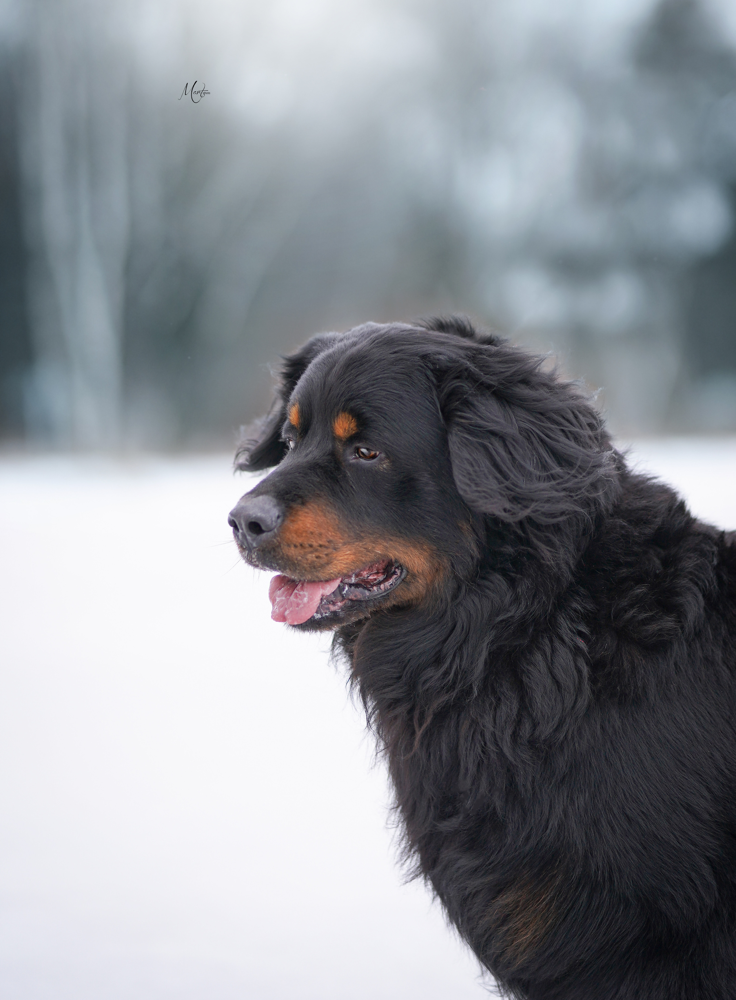 Экстерьерная съемка 2023. Фотограф-анималист в Санкт-Петербурге Яна Мартынова