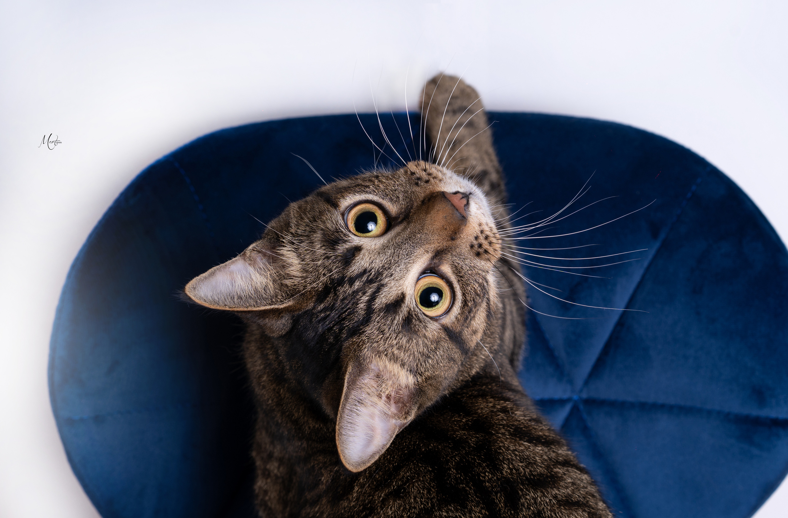 Маффин и Сэм. Фотограф-анималист в Санкт-Петербурге Яна Мартынова