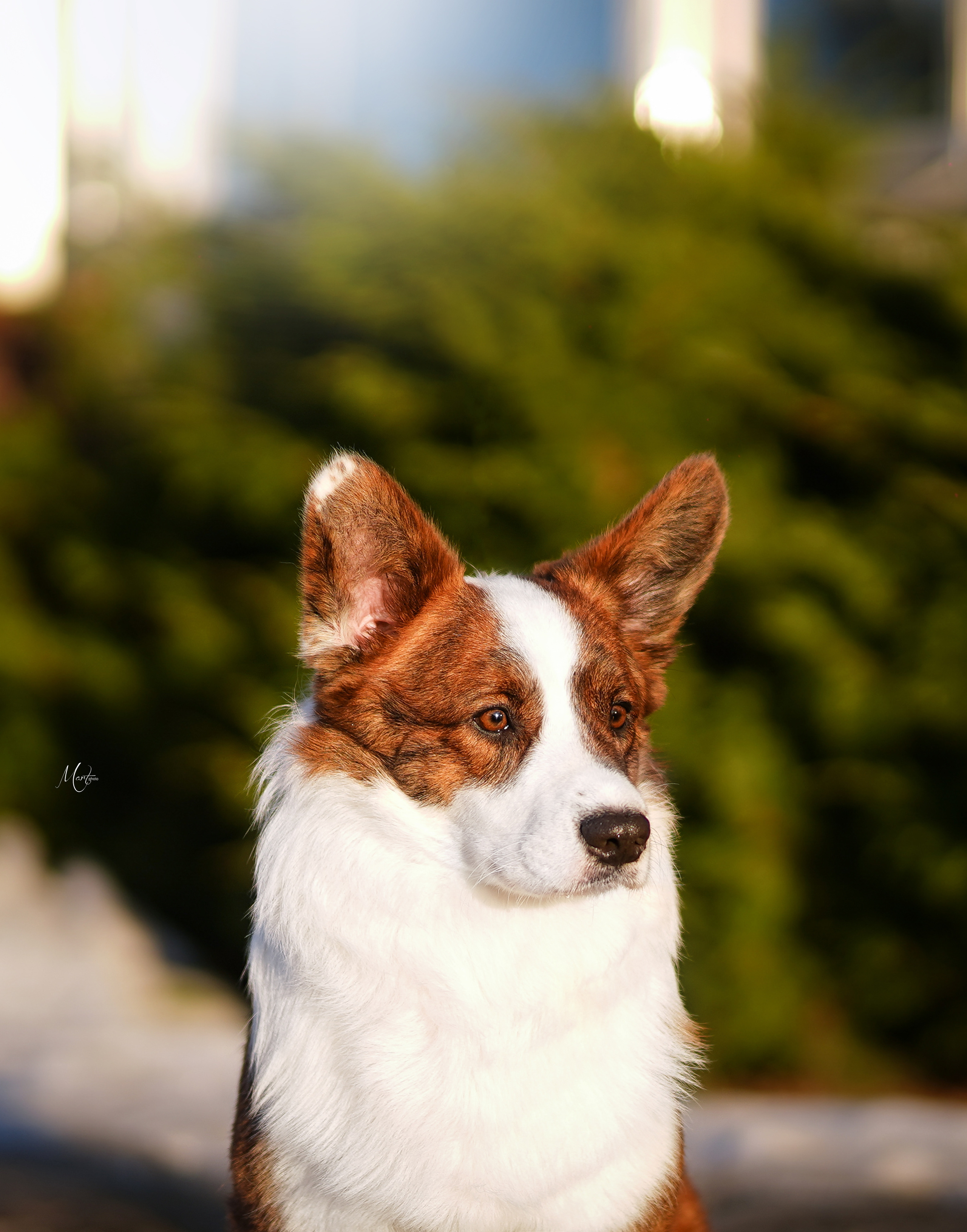 Экстерьерная съемка 2023. Фотограф-анималист в Санкт-Петербурге Яна Мартынова