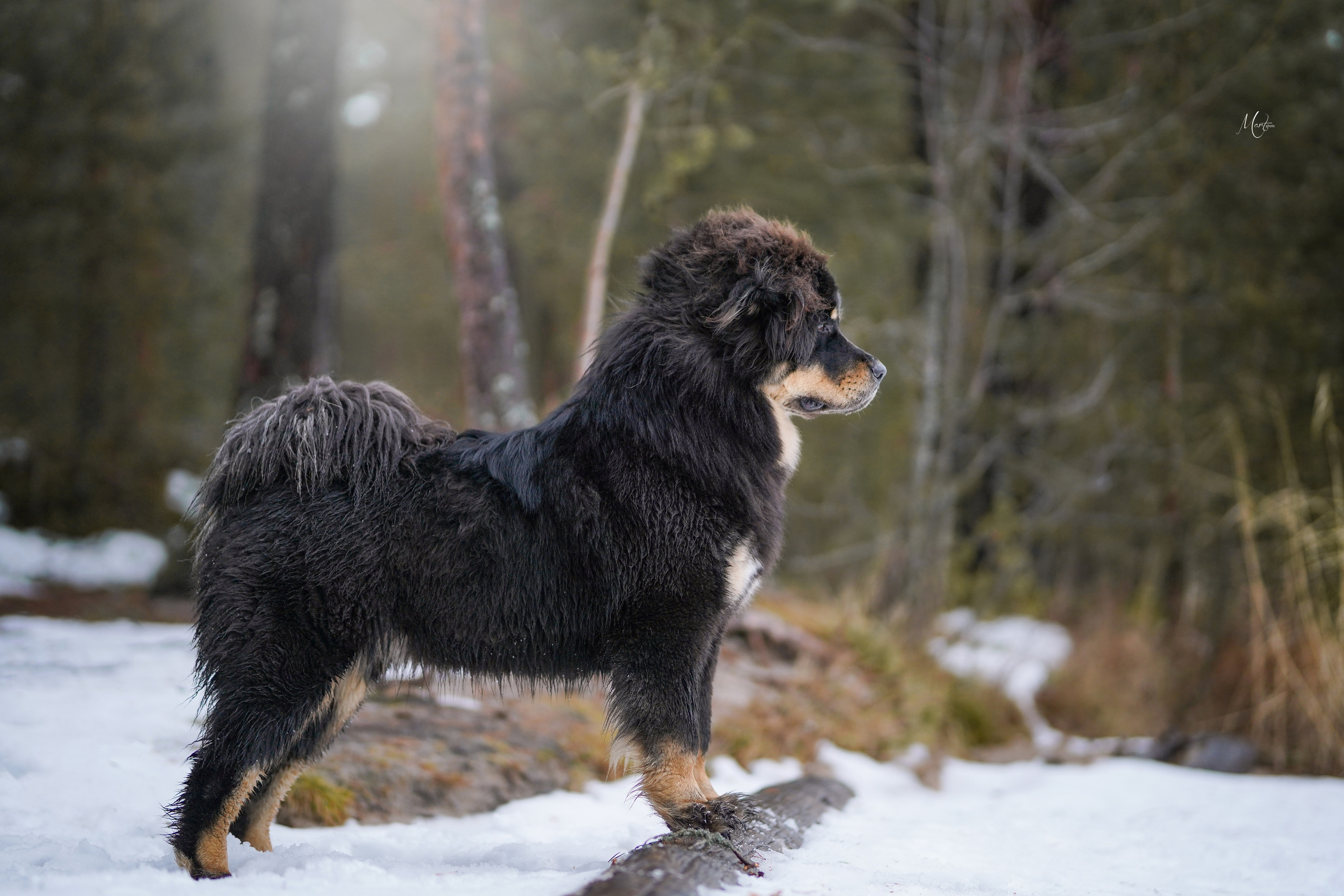 Тибеты. Фотограф-анималист в Санкт-Петербурге Яна Мартынова
