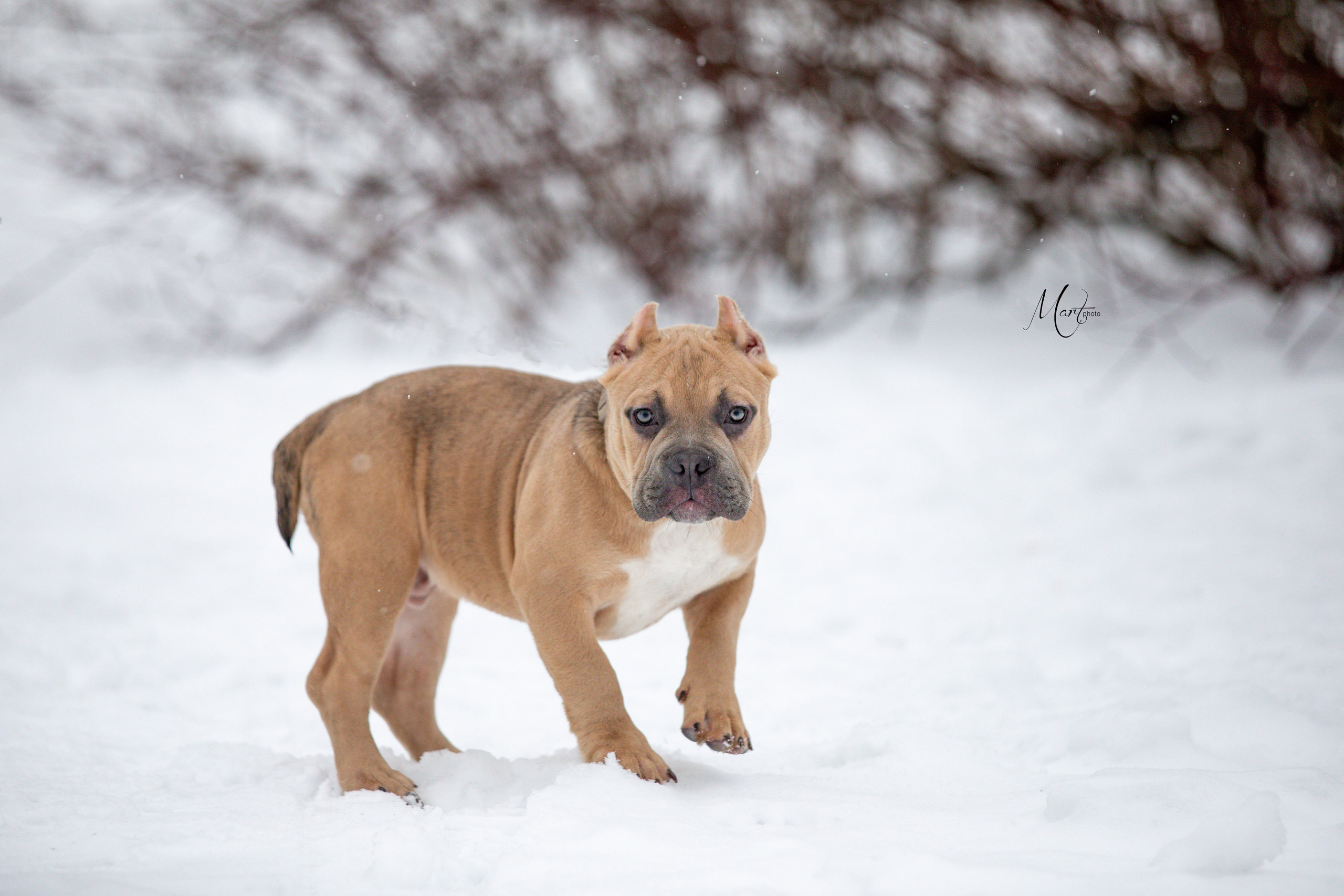 Щенки американского булли. Фотограф-анималист в Санкт-Петербурге Яна Мартынова