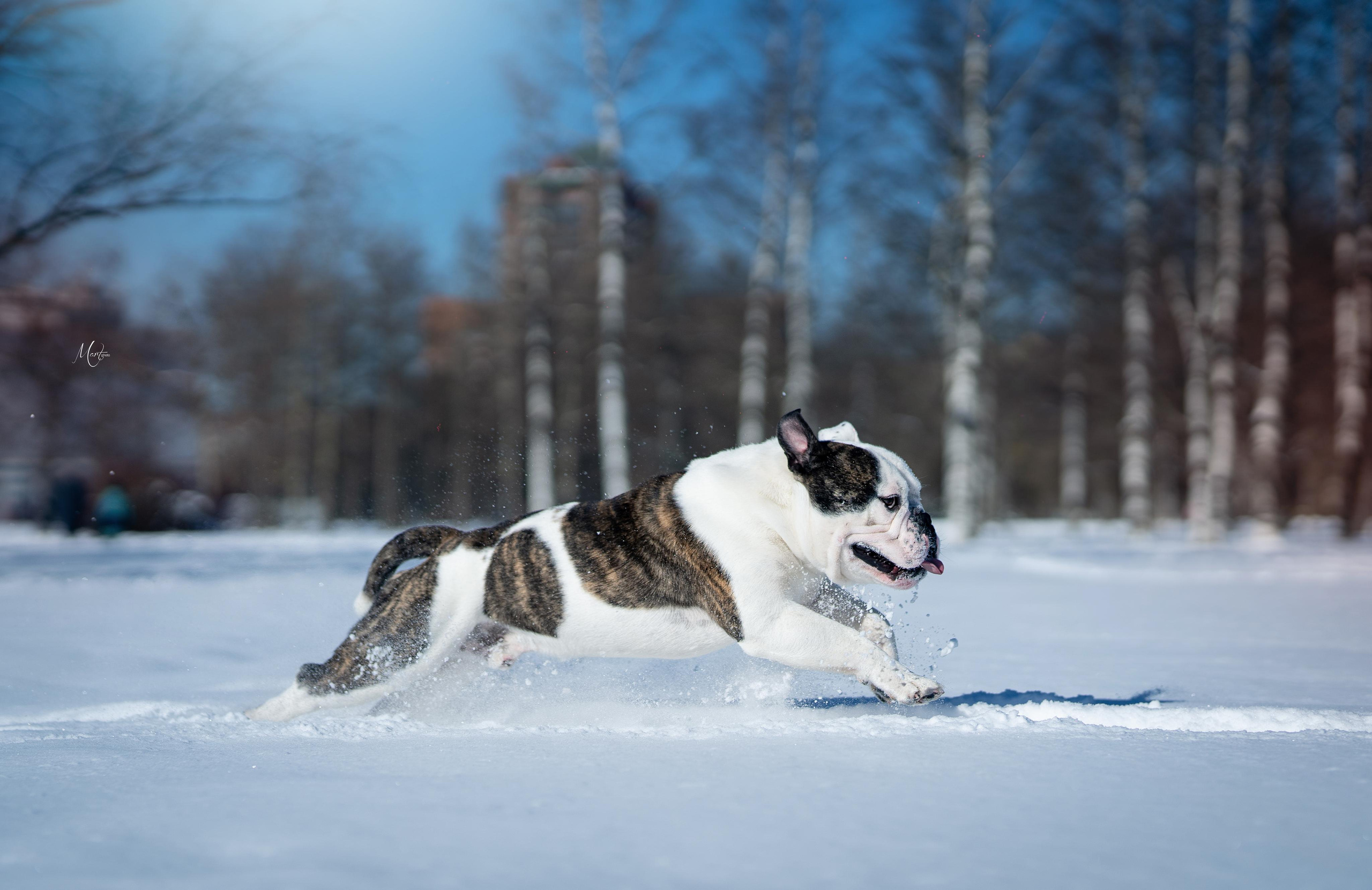 Наташа и Прайм. Фотограф-анималист в Санкт-Петербурге Яна Мартынова